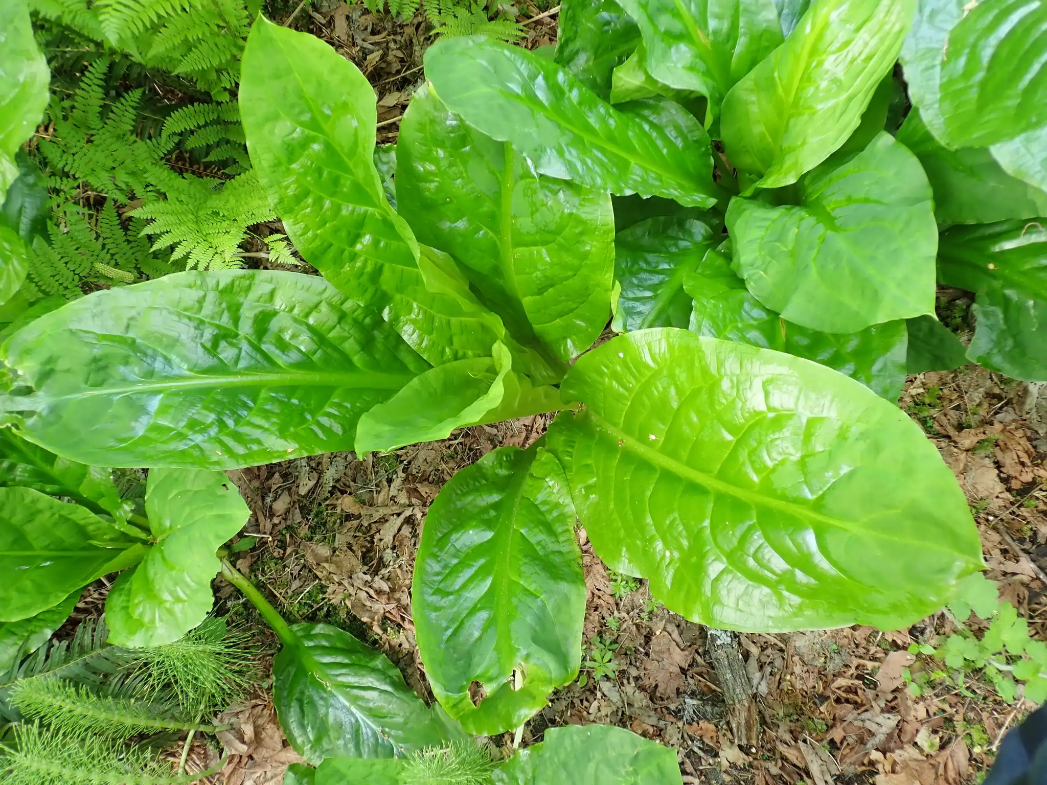 American Skunk Cabbage