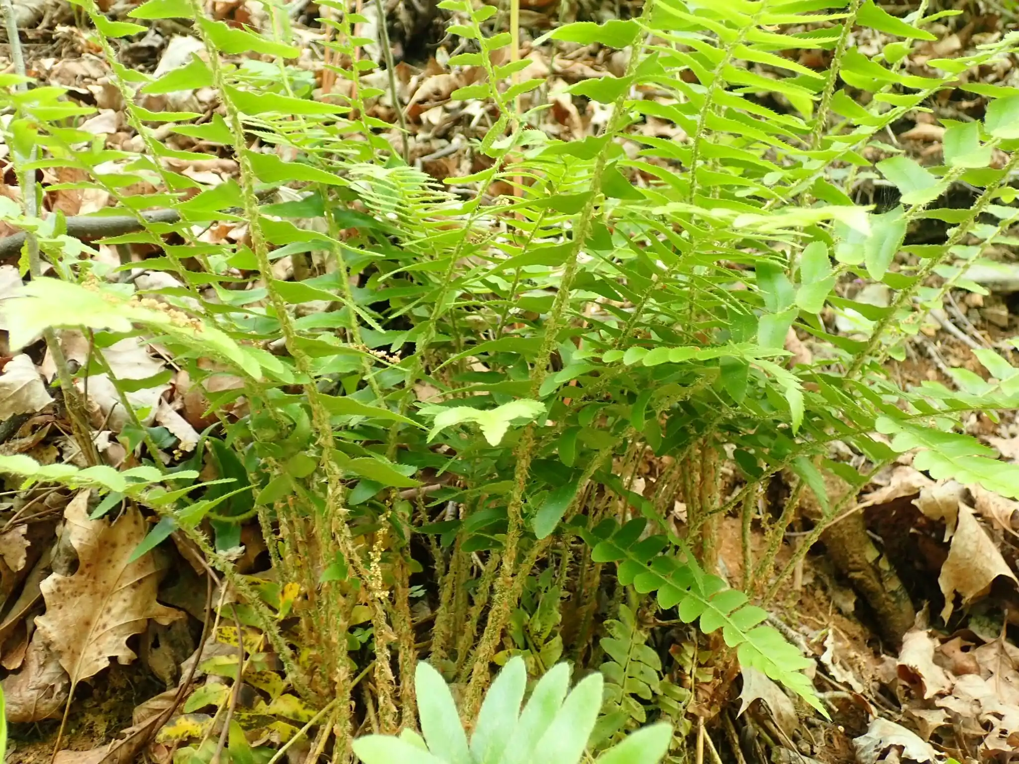 Christmas Fern