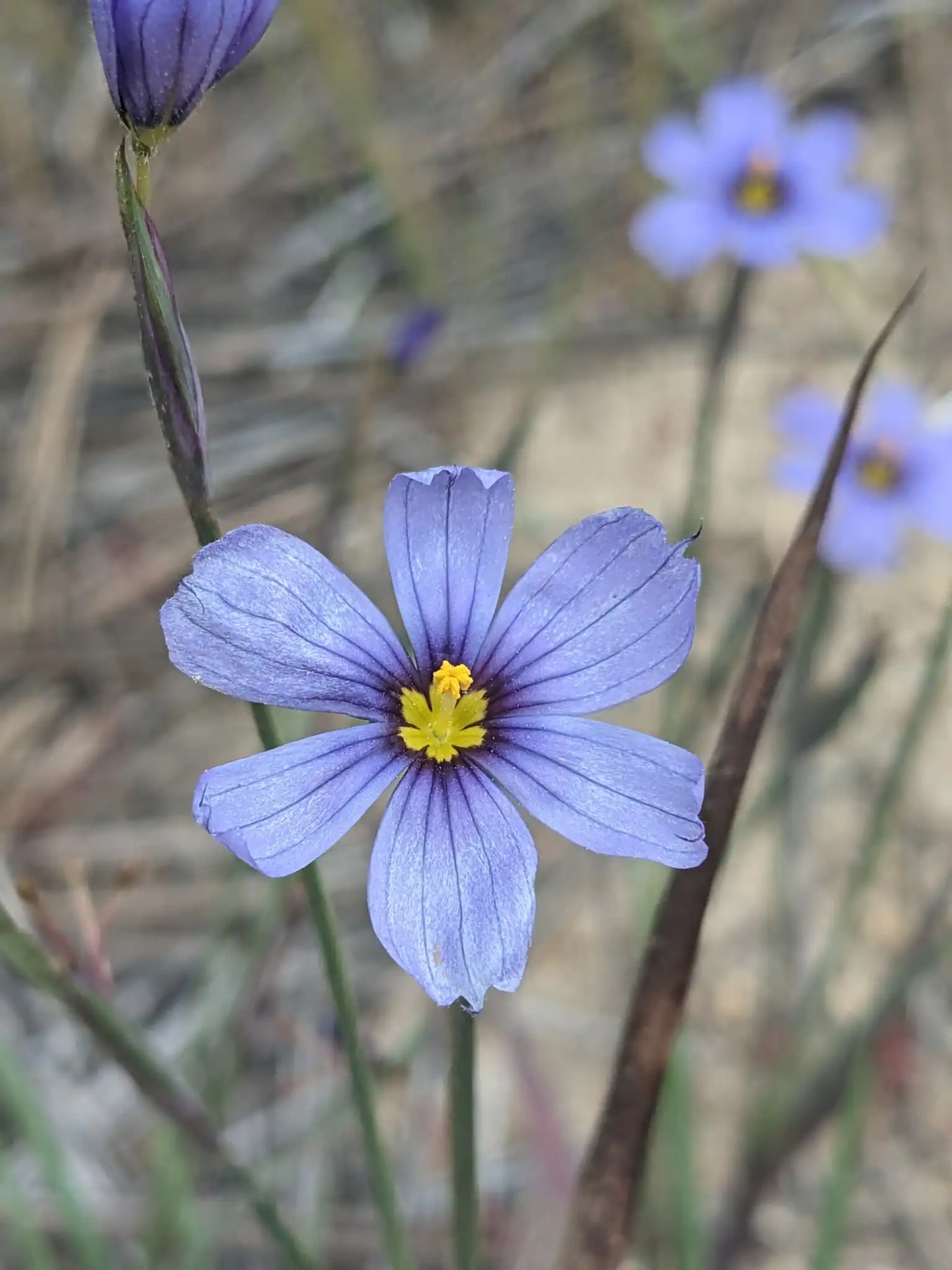 Western Blue-eyed Grass