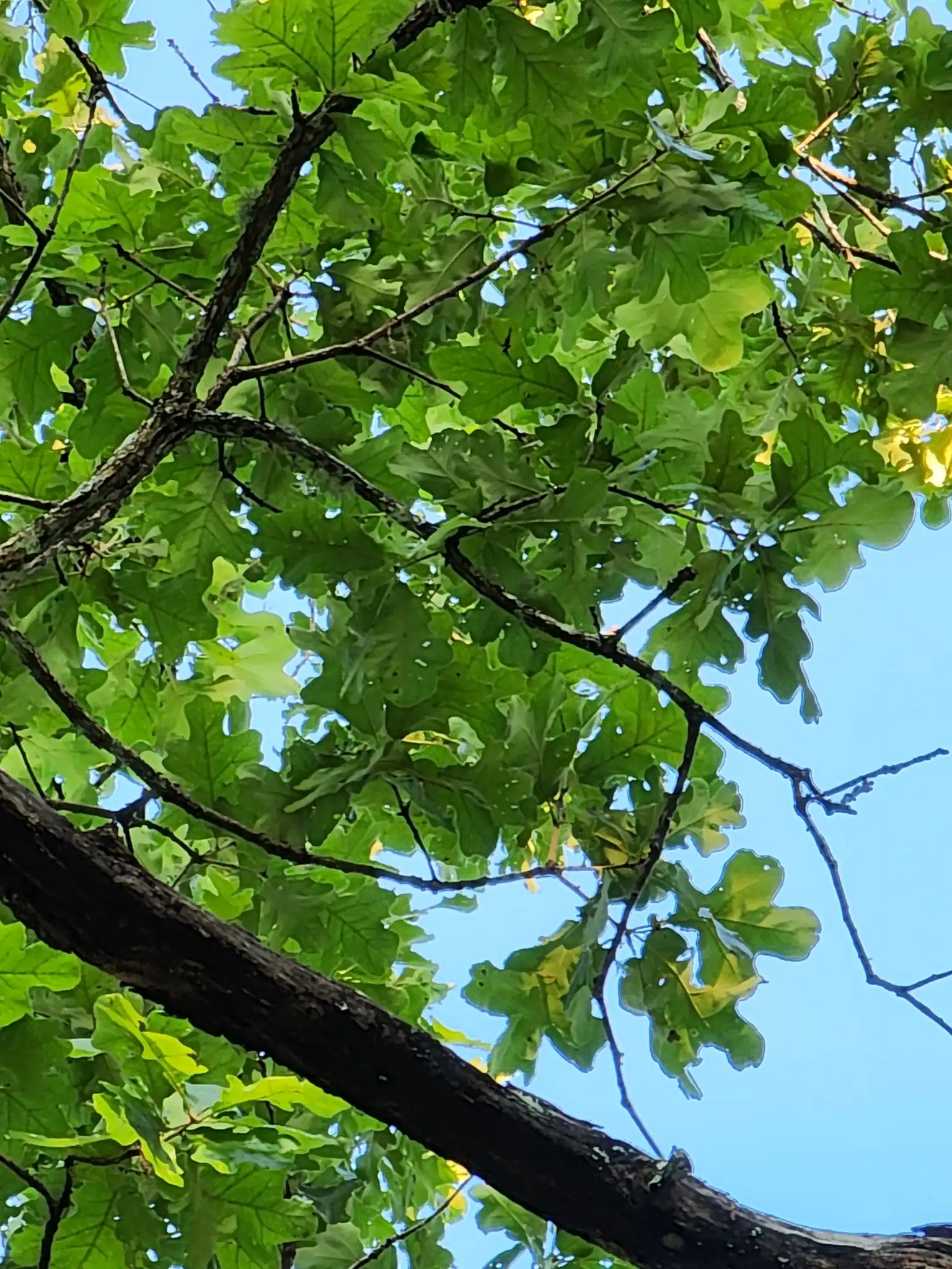 Post Oak