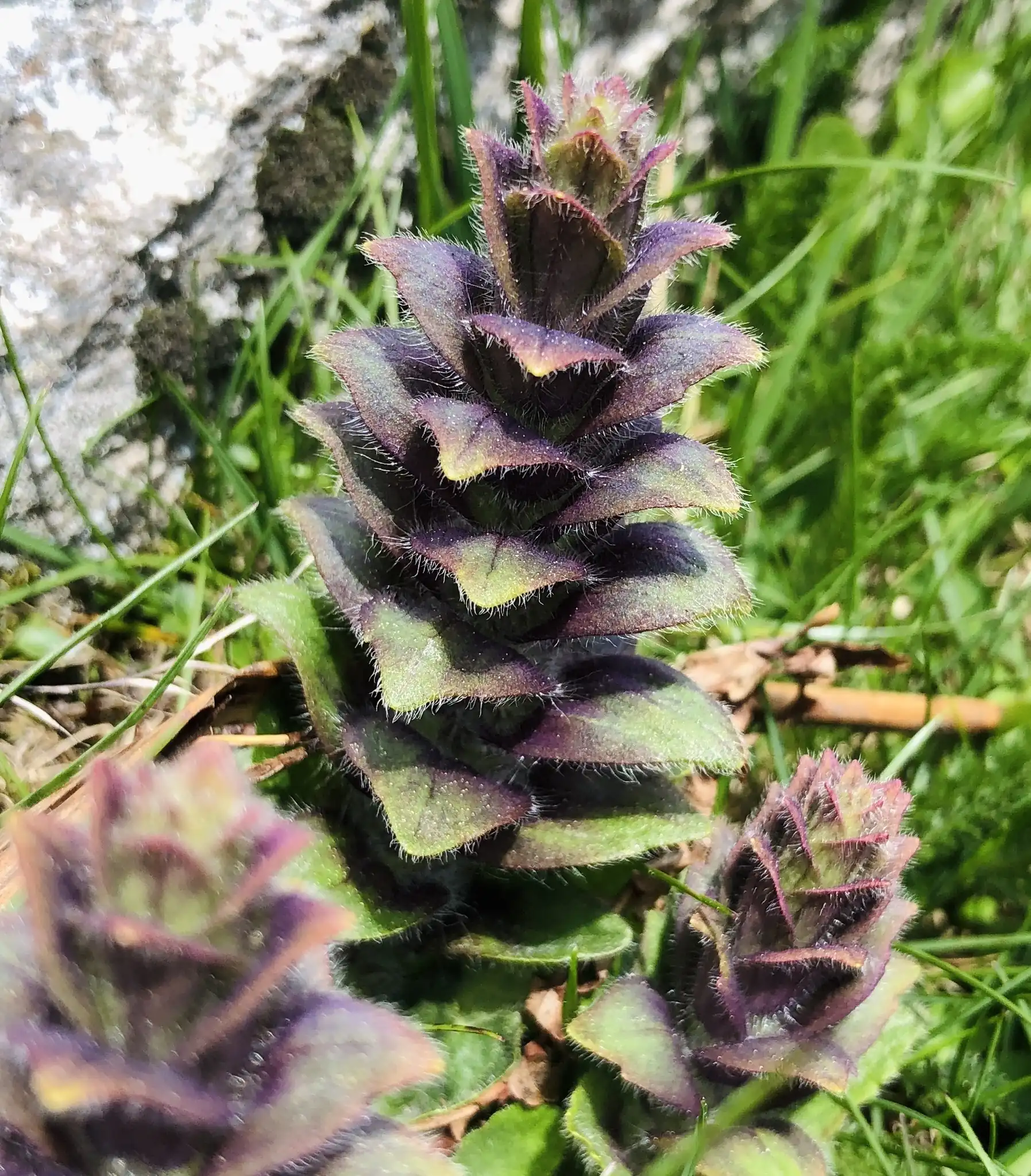 Pyramidal Bugleweed