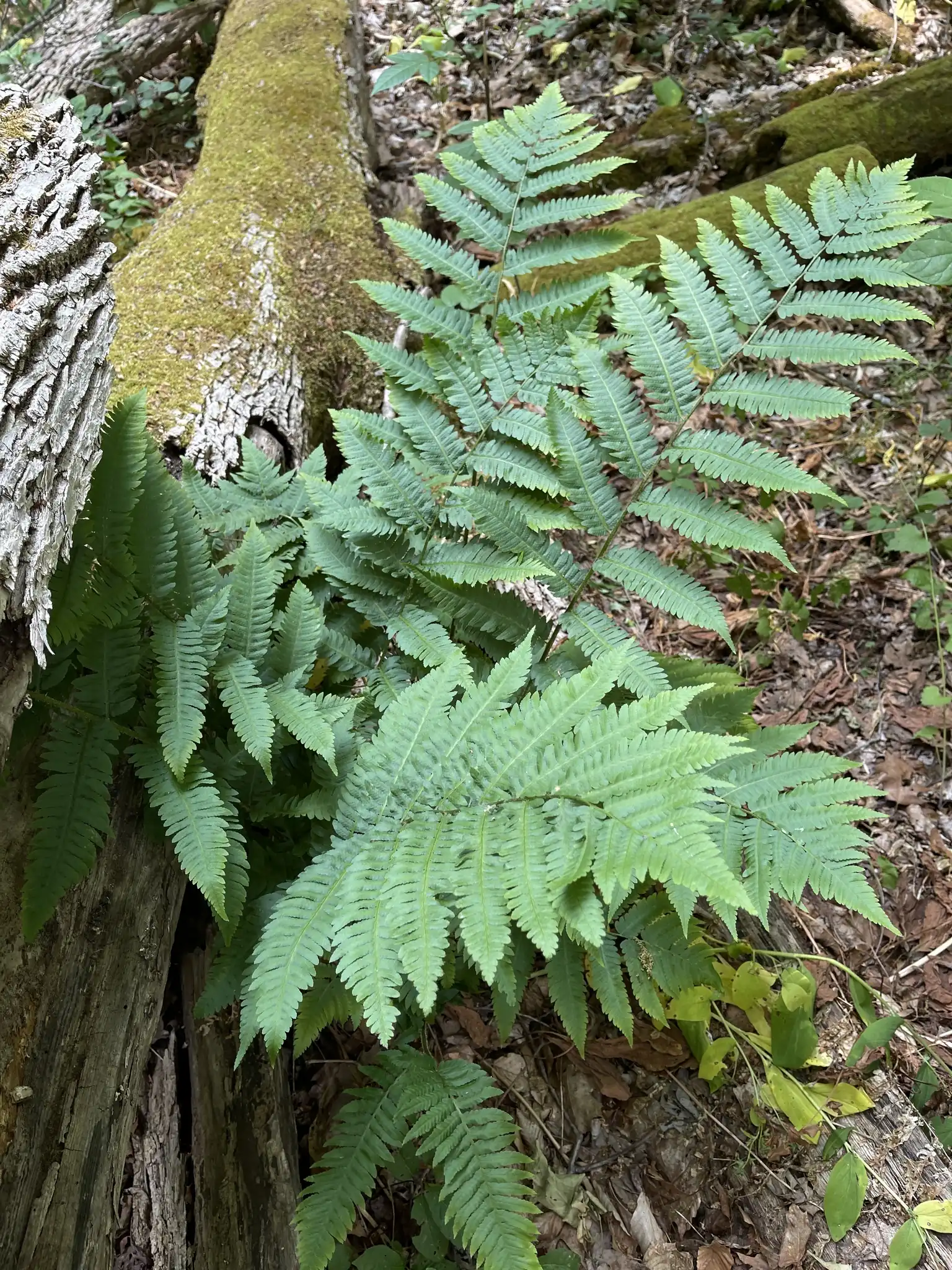 Goldie's Wood Fern