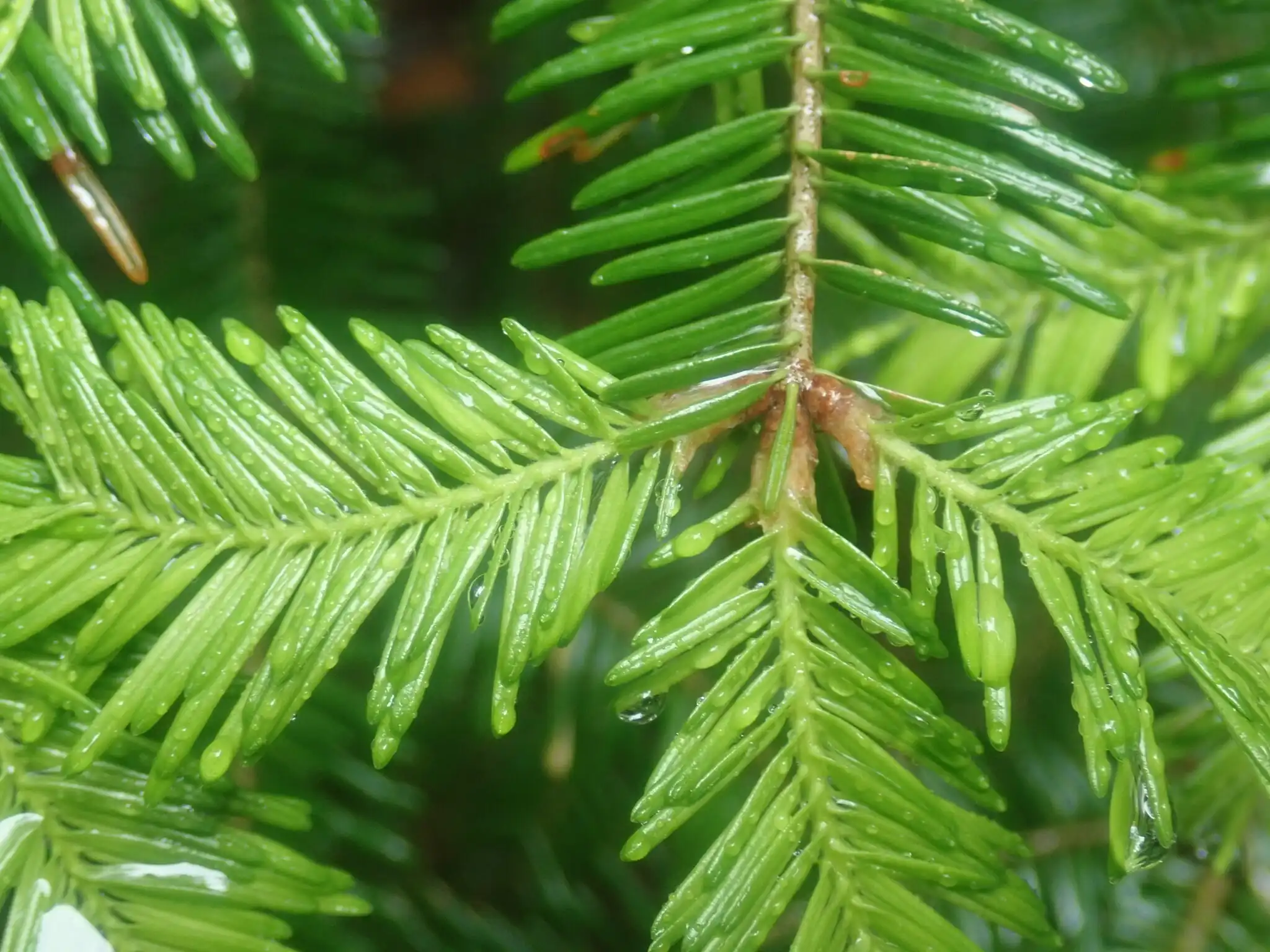 Balsam Fir