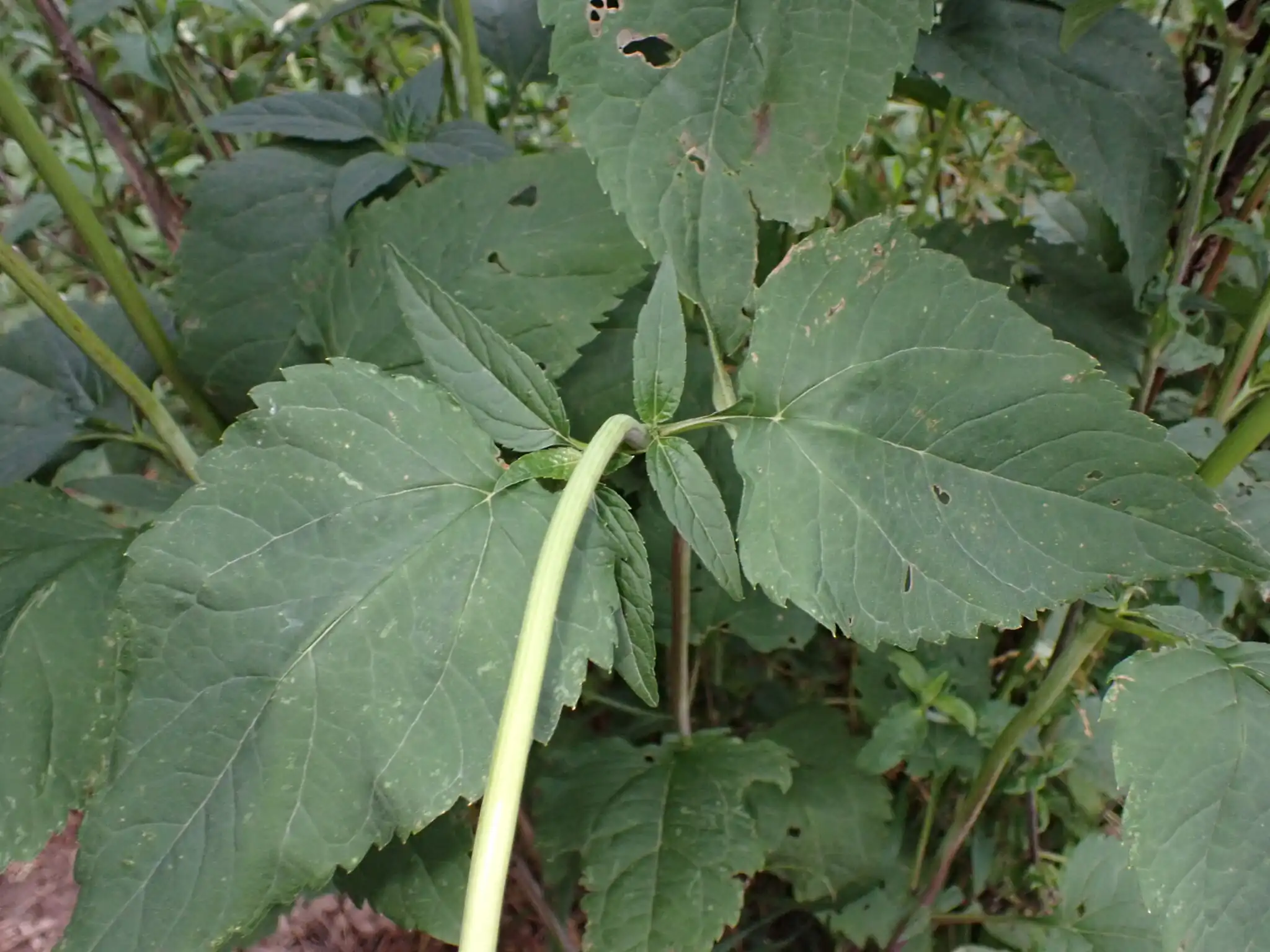 False Sunflower