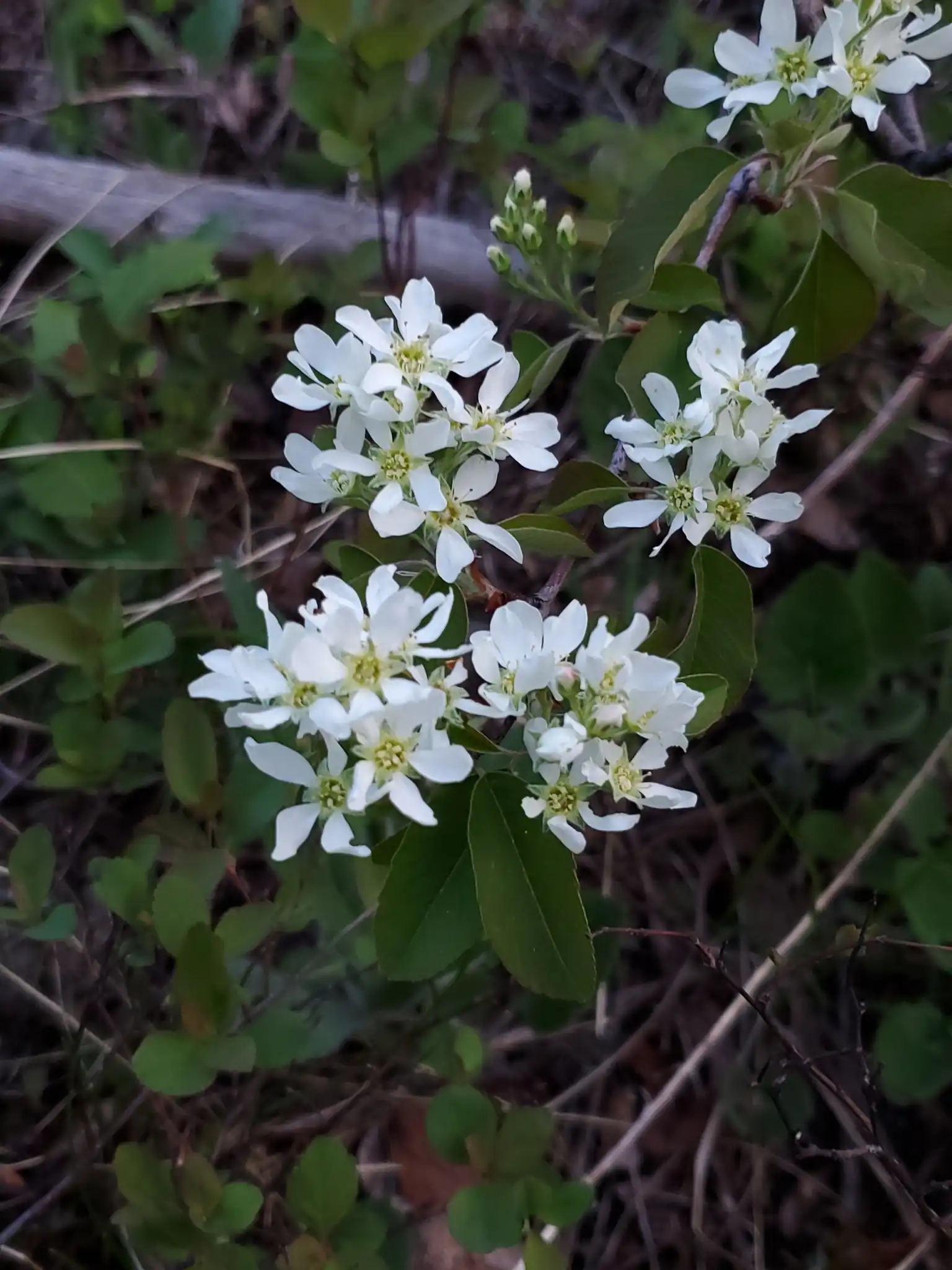 Saskatoon Serviceberry