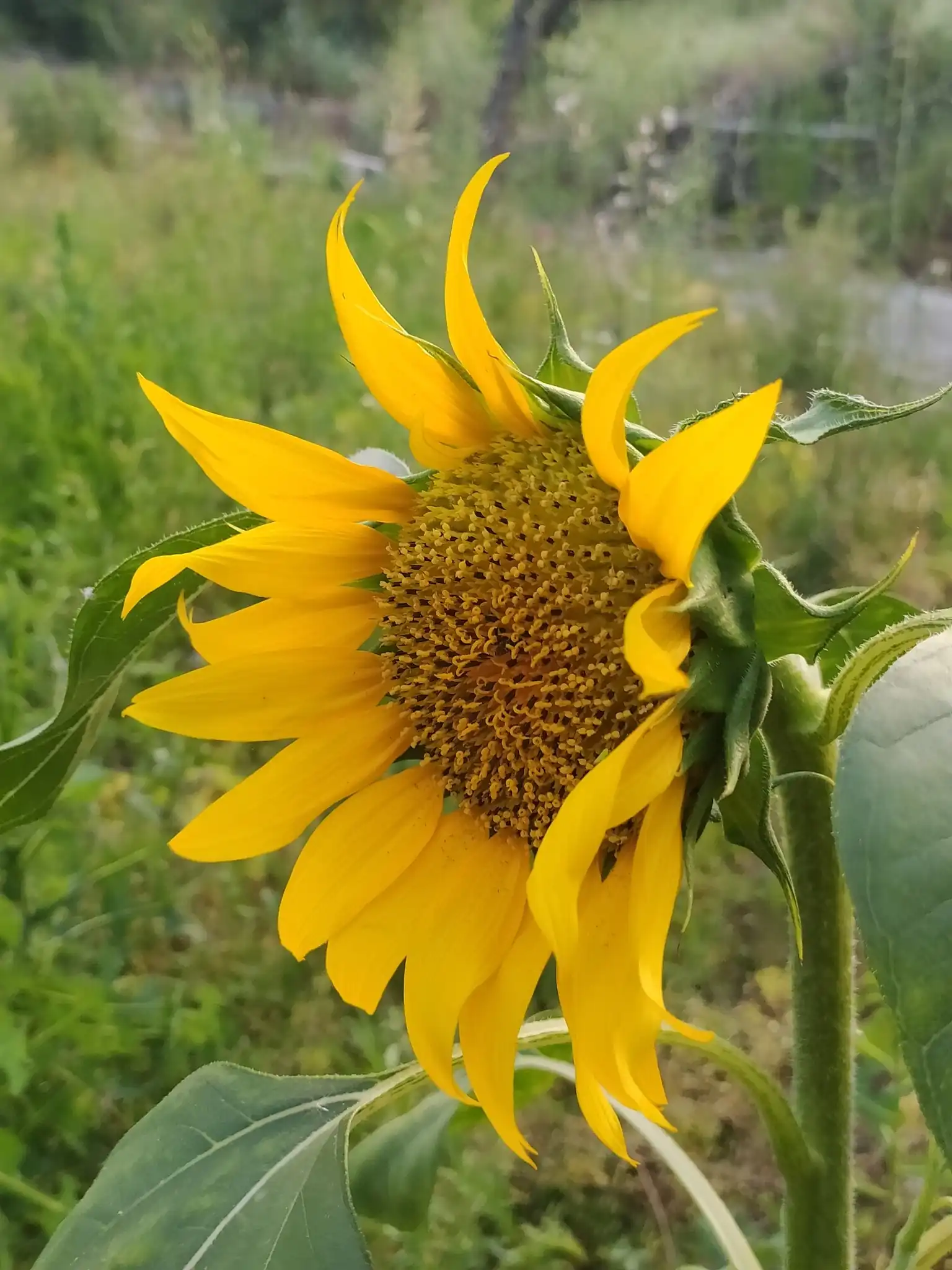 Common Sunflower