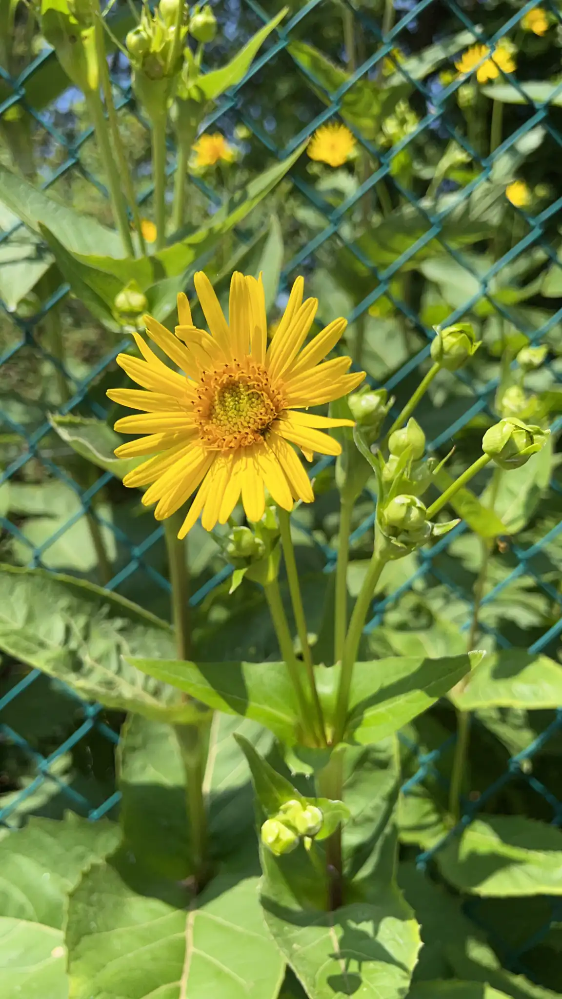 Cup Plant