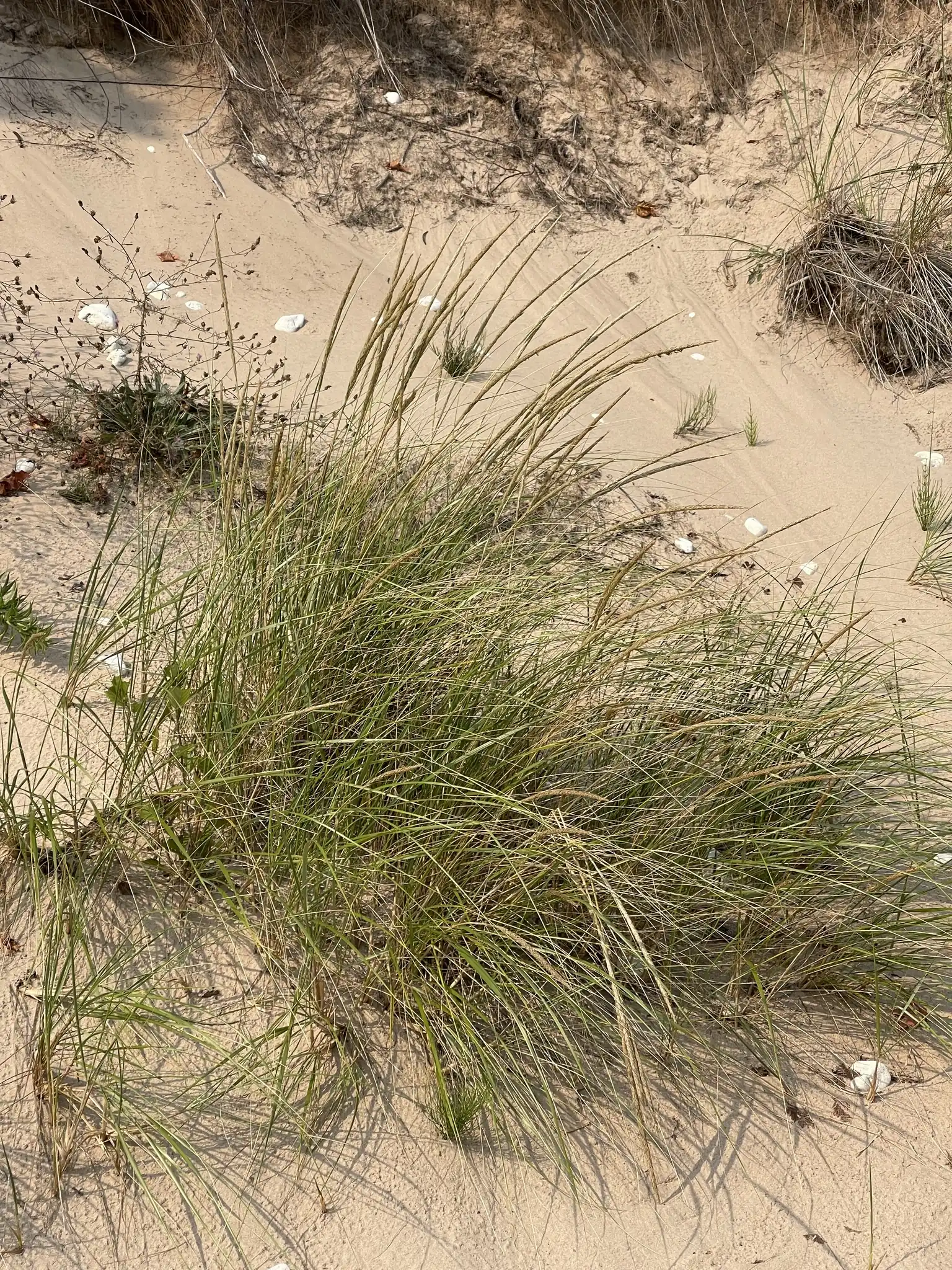 American Beach Grass