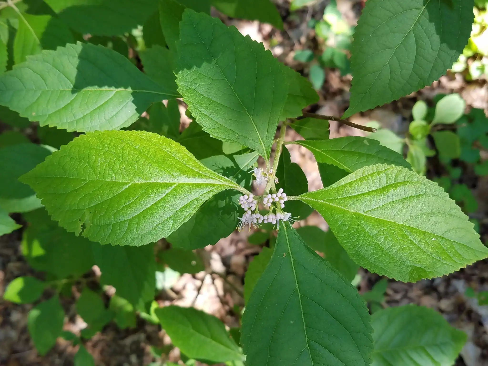 Beautyberry