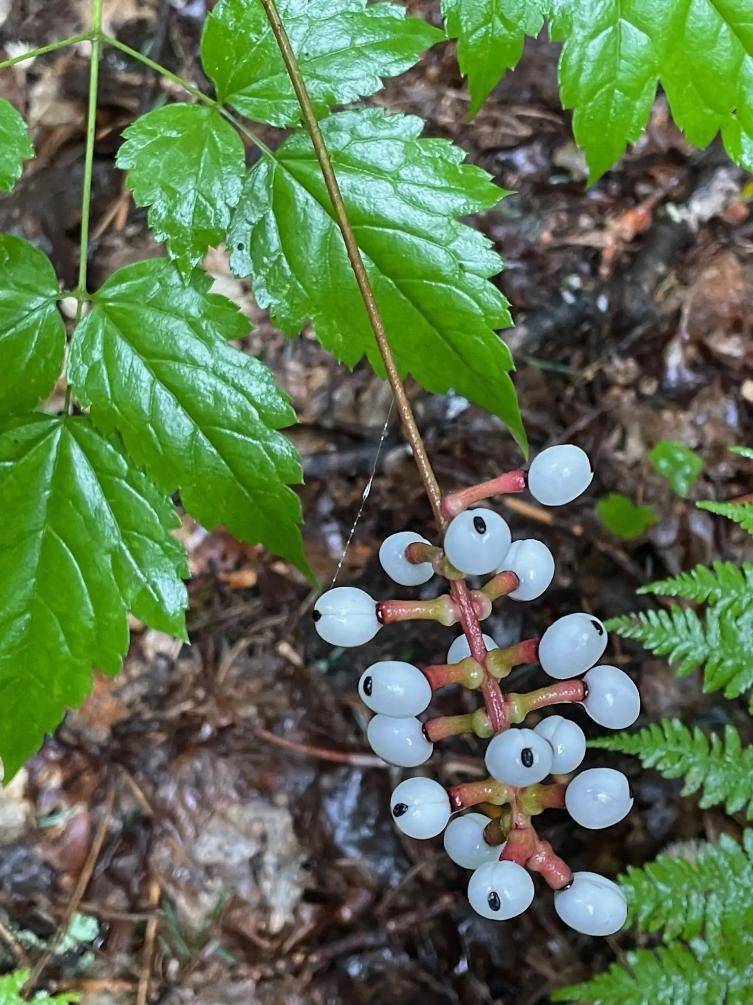 White Baneberry