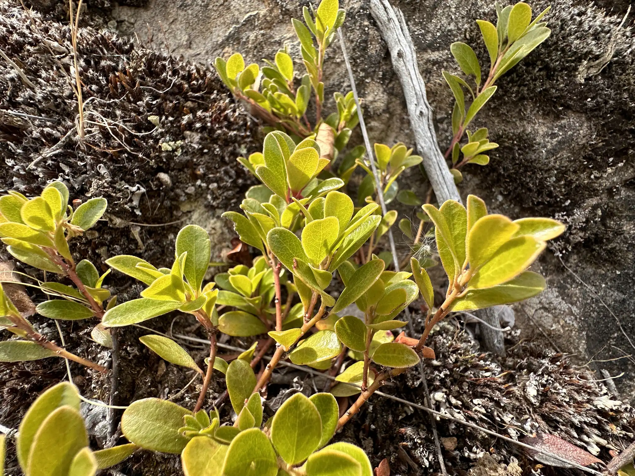 Bearberry
