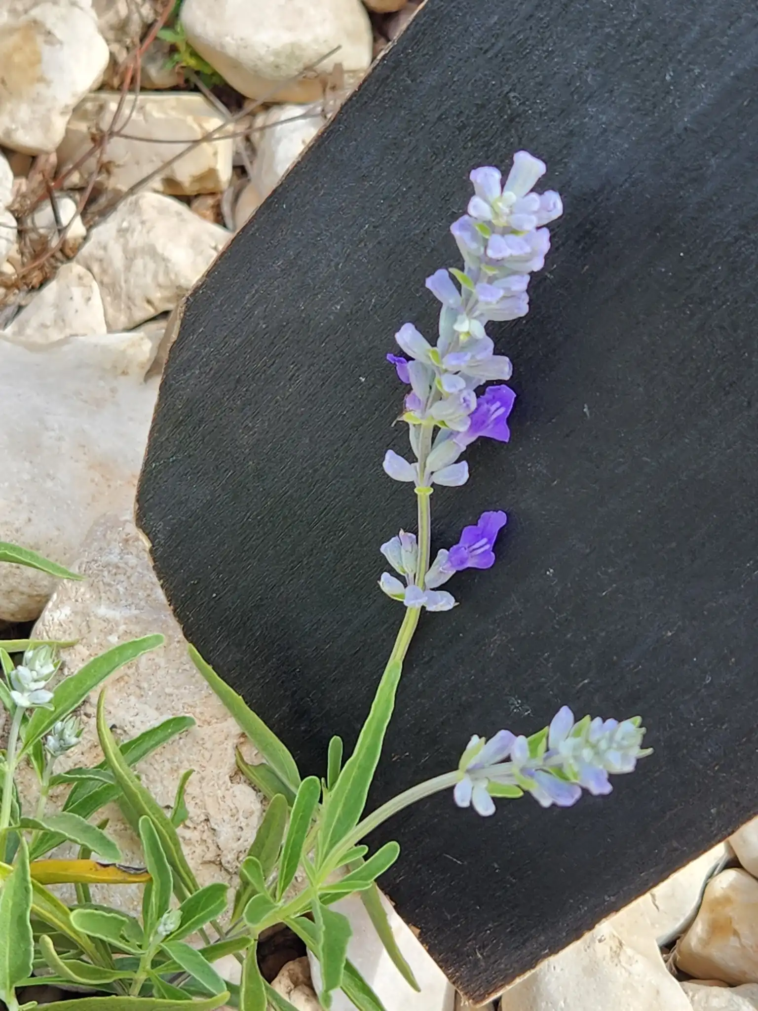 Mealycup Sage