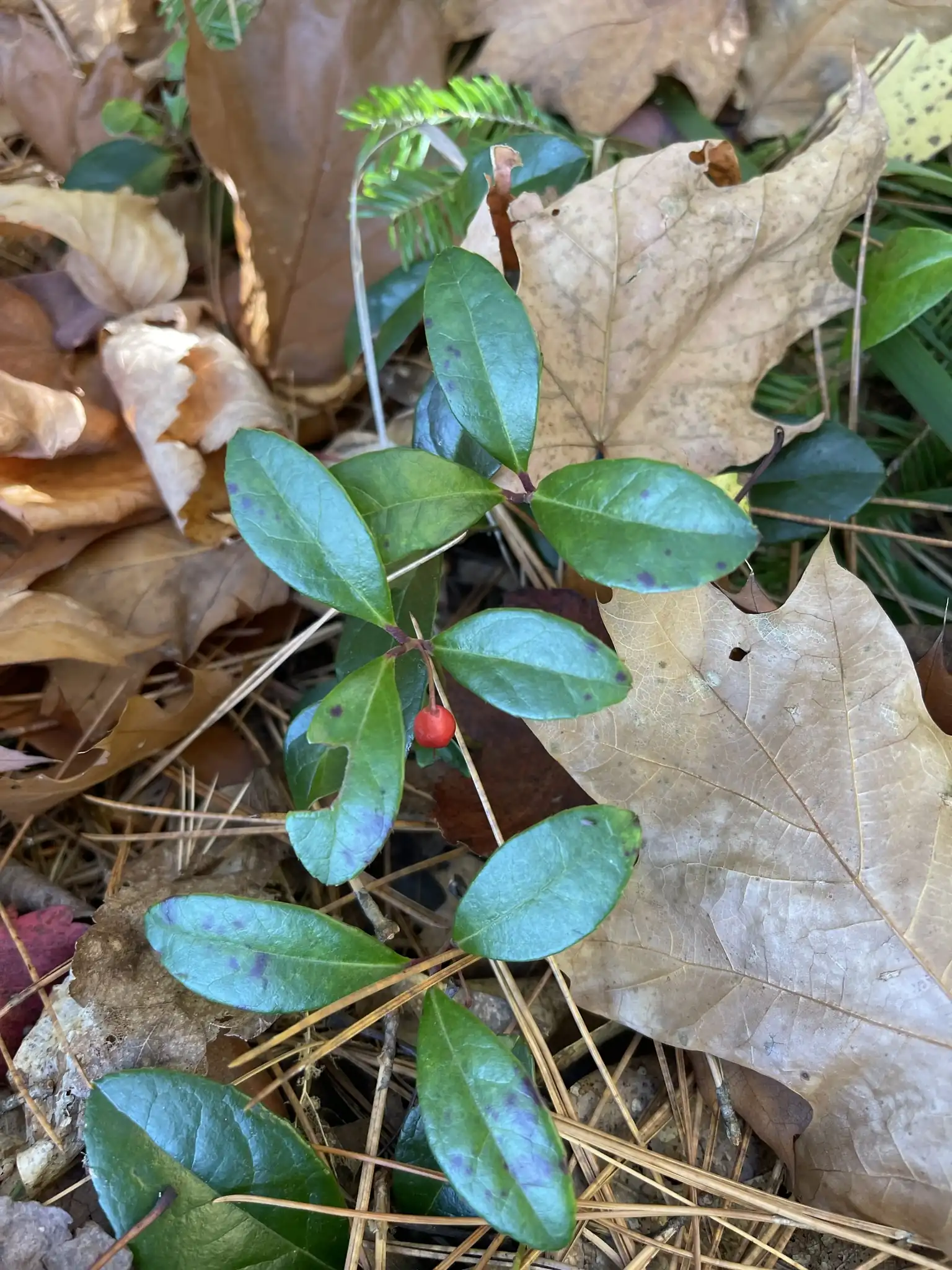 Wintergreen