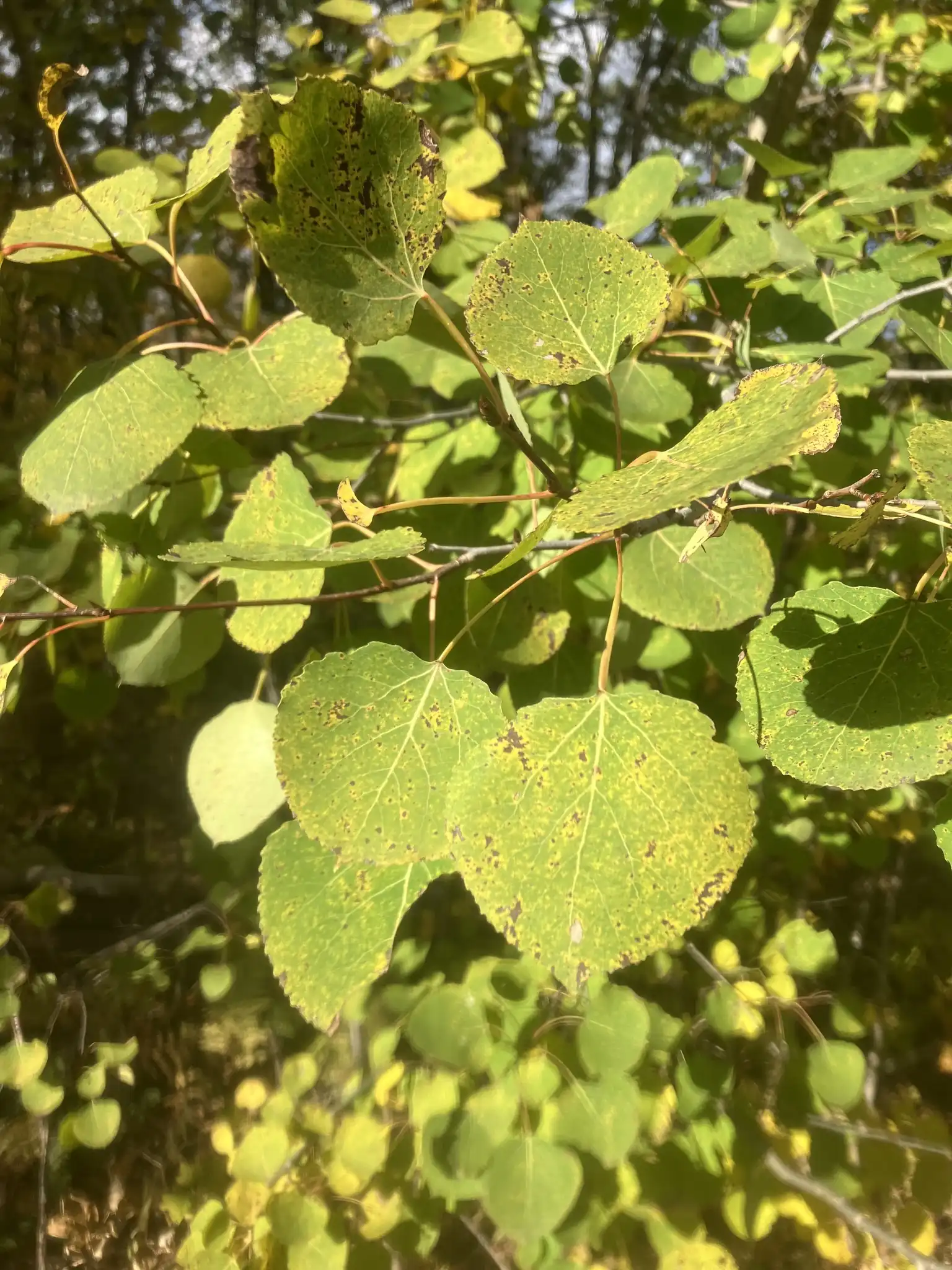 Quaking Aspen