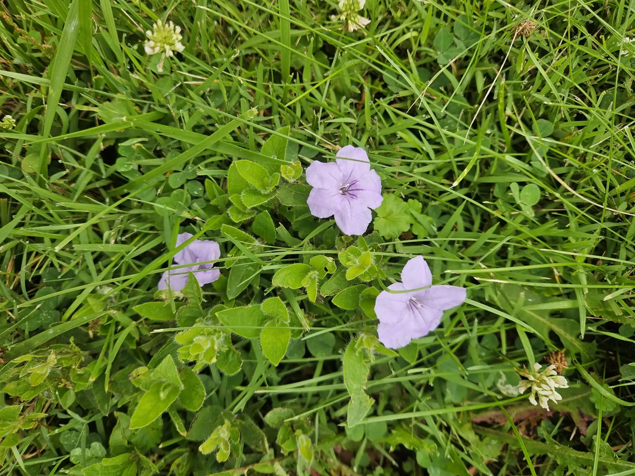 Wild Petunia
