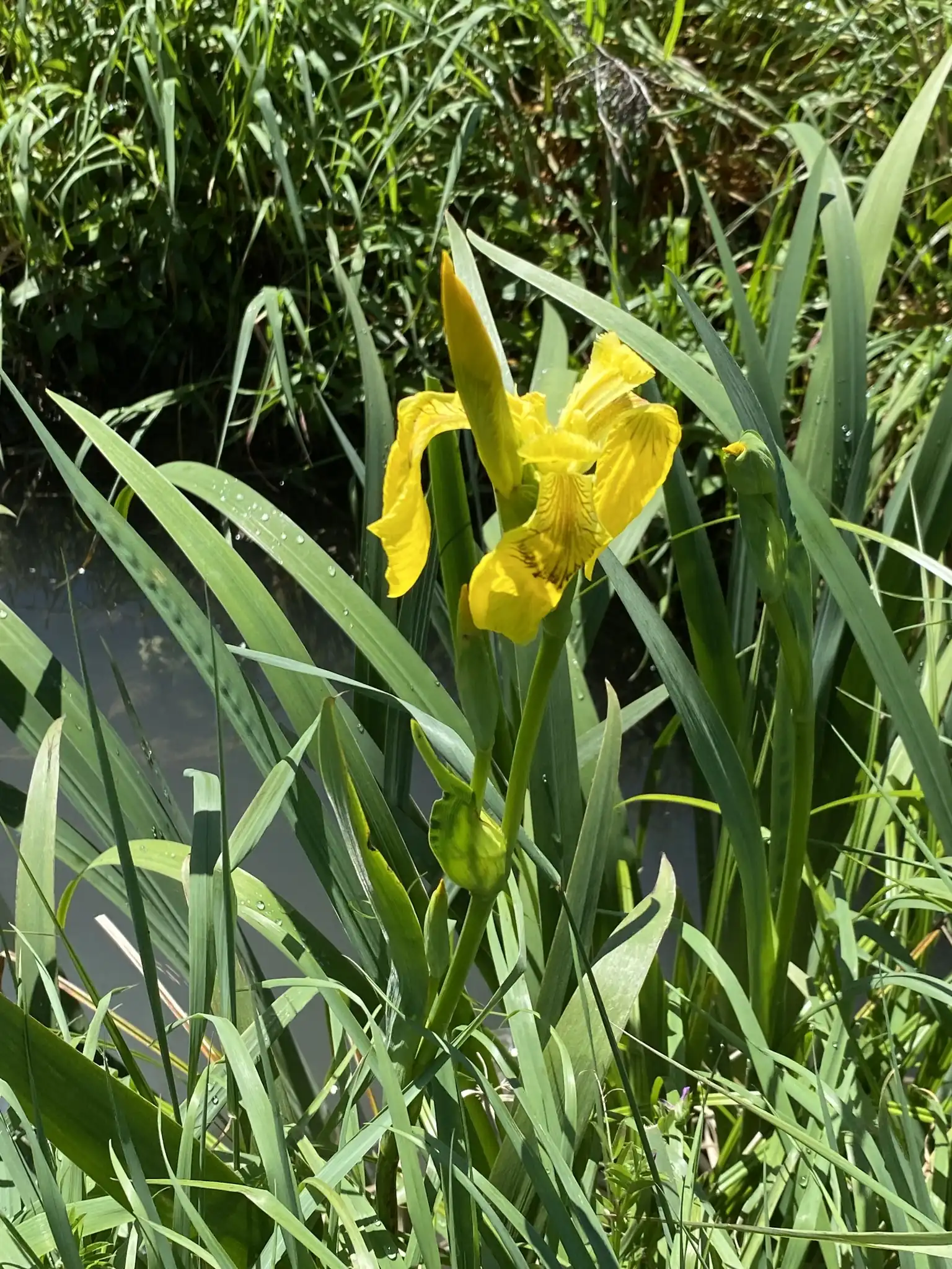 Yellow Flag Iris
