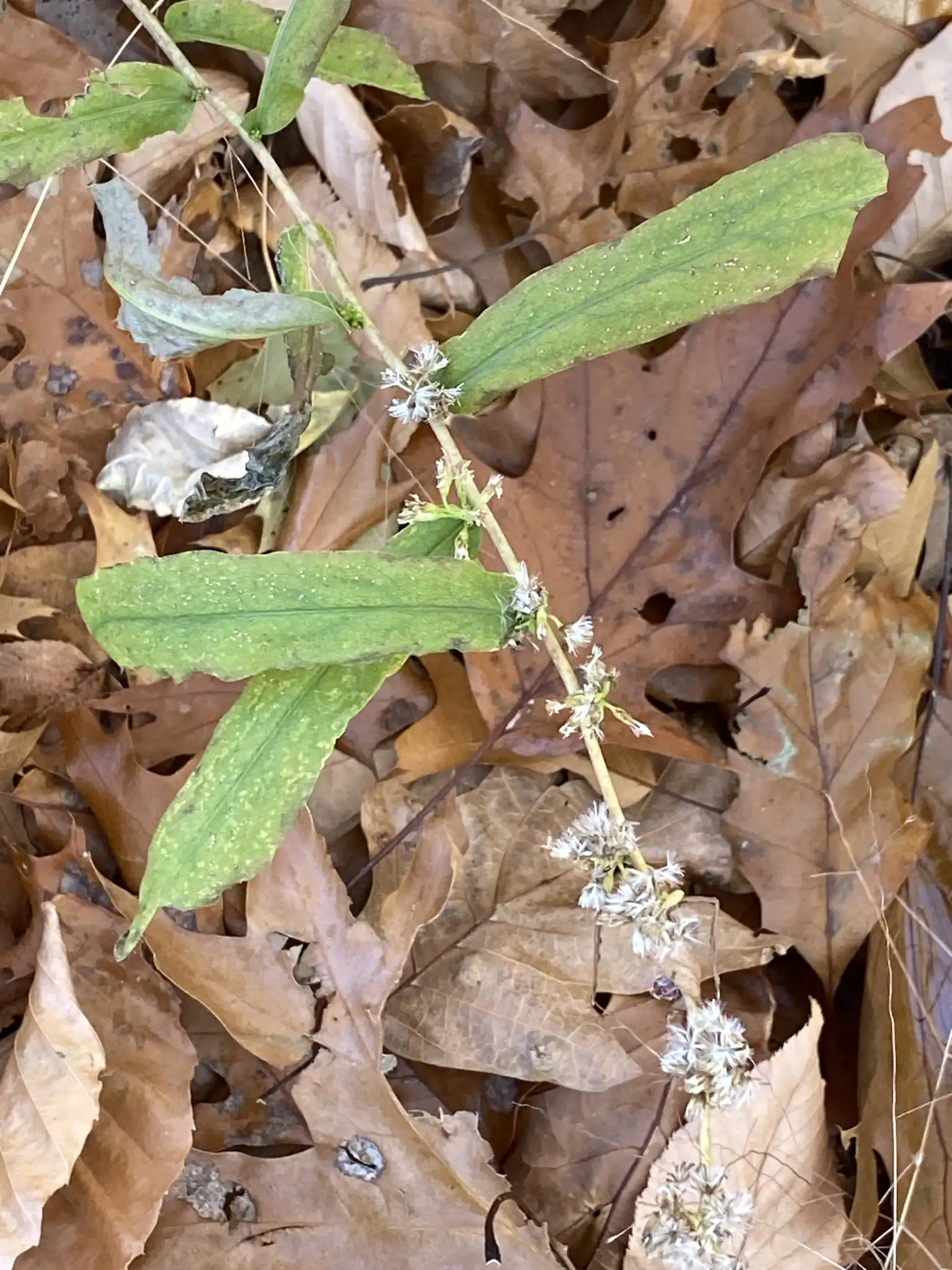 Bluestem Goldenrod
