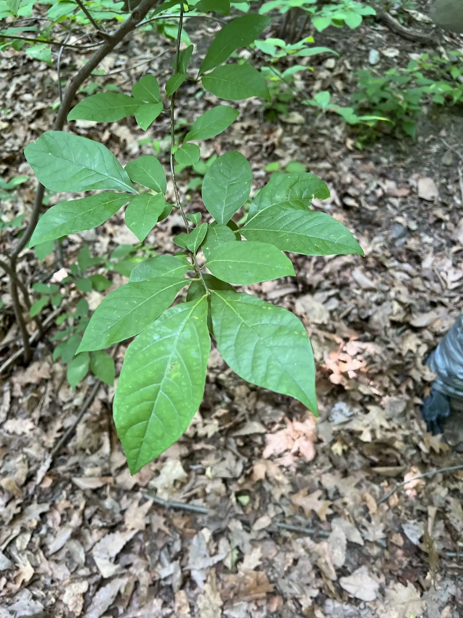 Spicebush