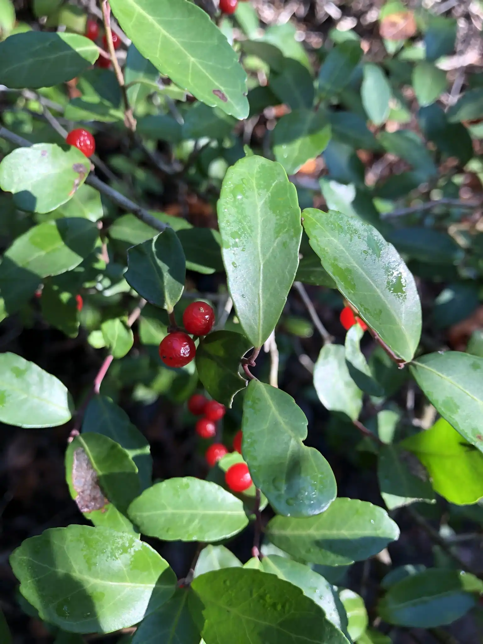 Yaupon Holly