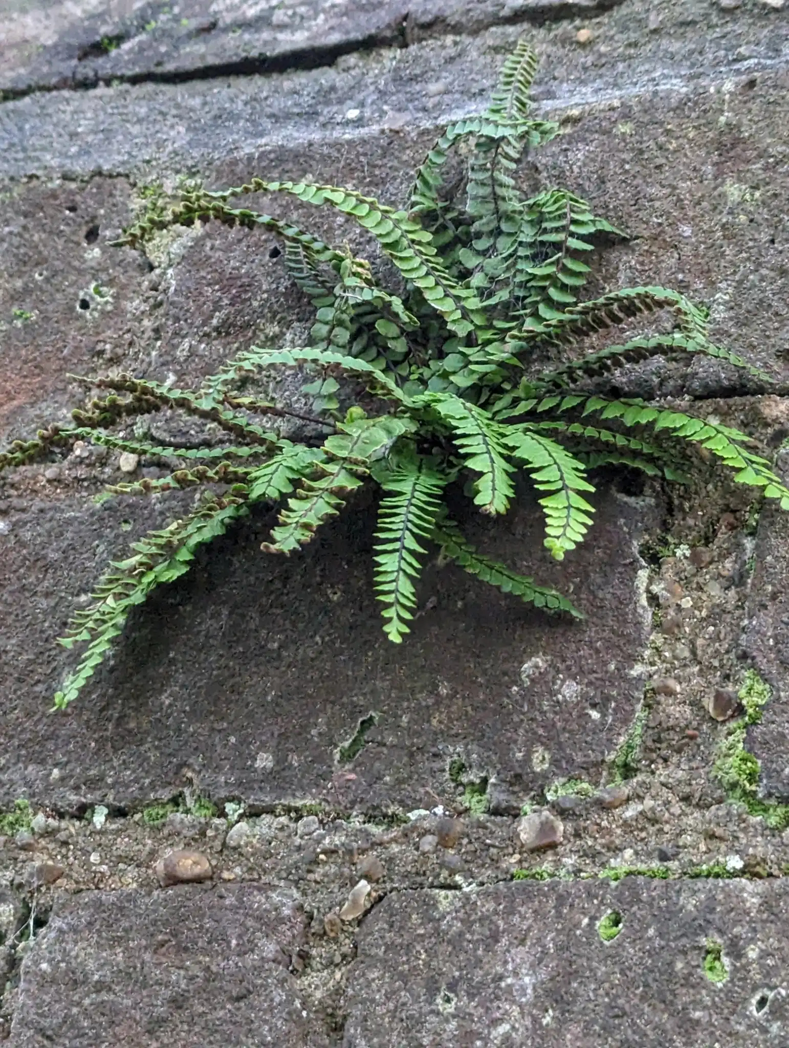 Maidenhair Spleenwort