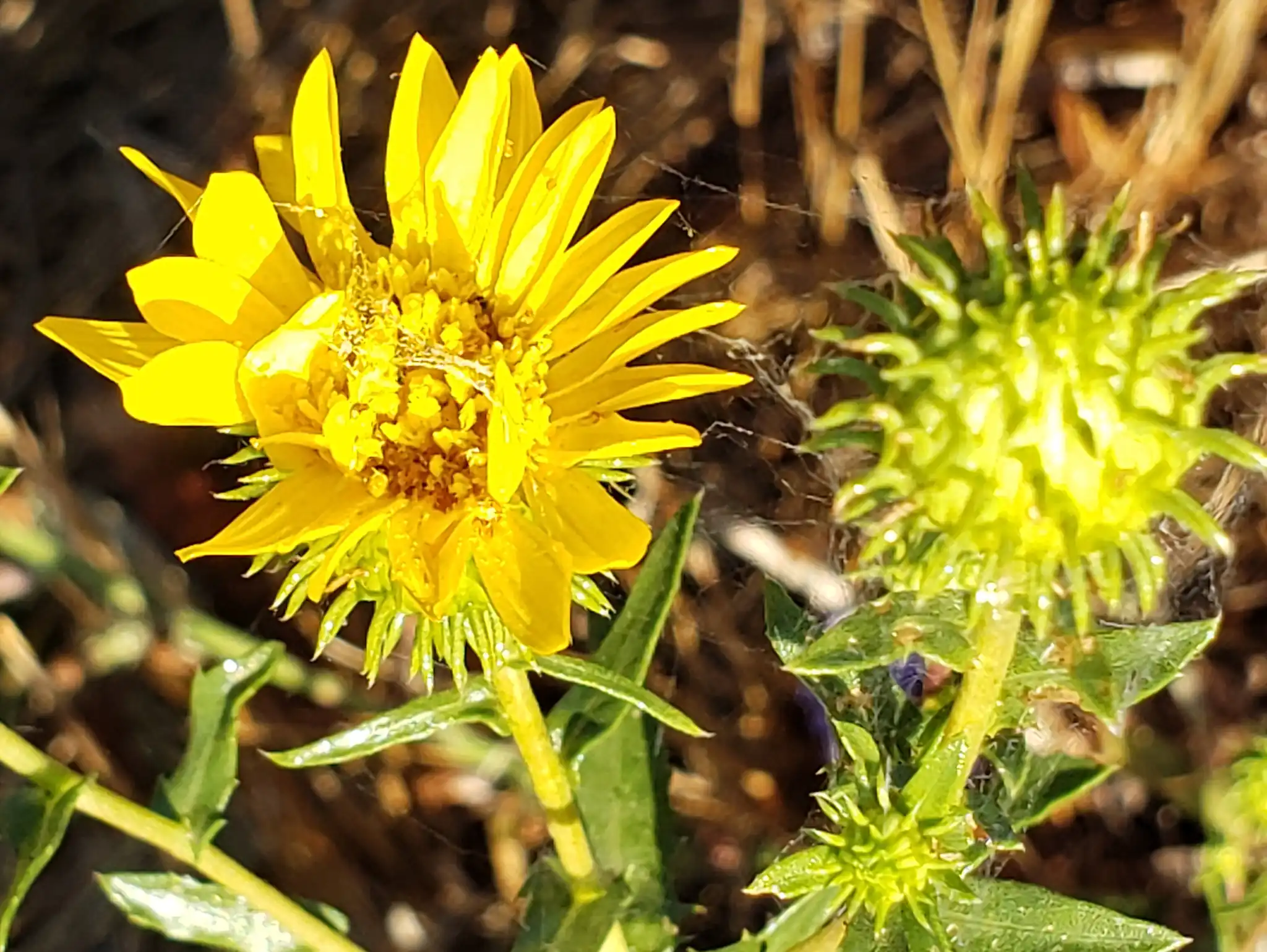 Hairy Gumweed