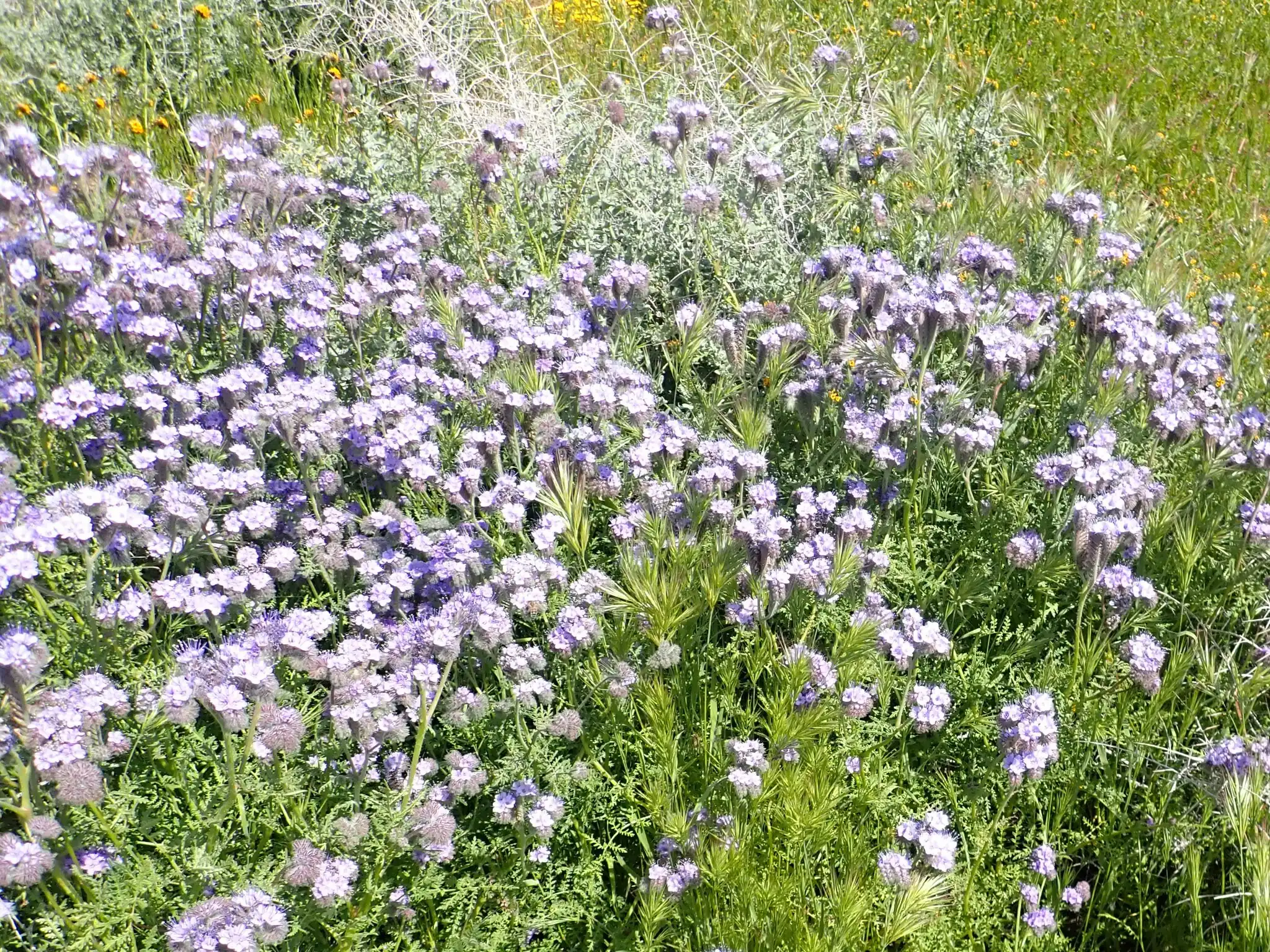 Lacy phacelia Bluebell phacelia