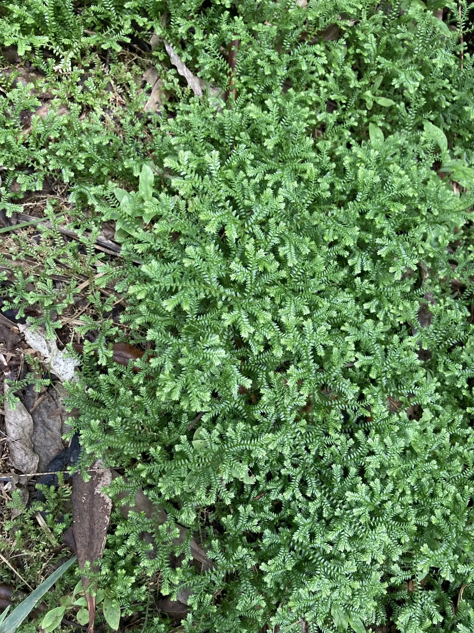 Golden Selaginella