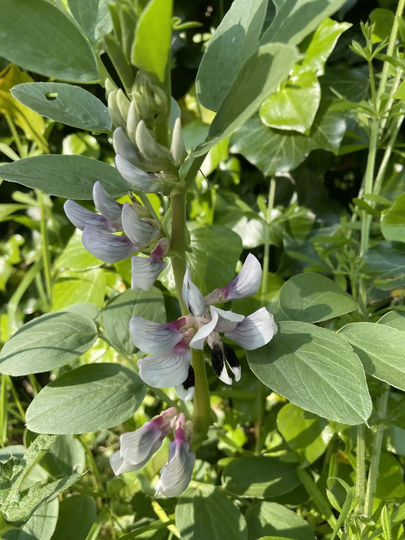 Fava Bean
