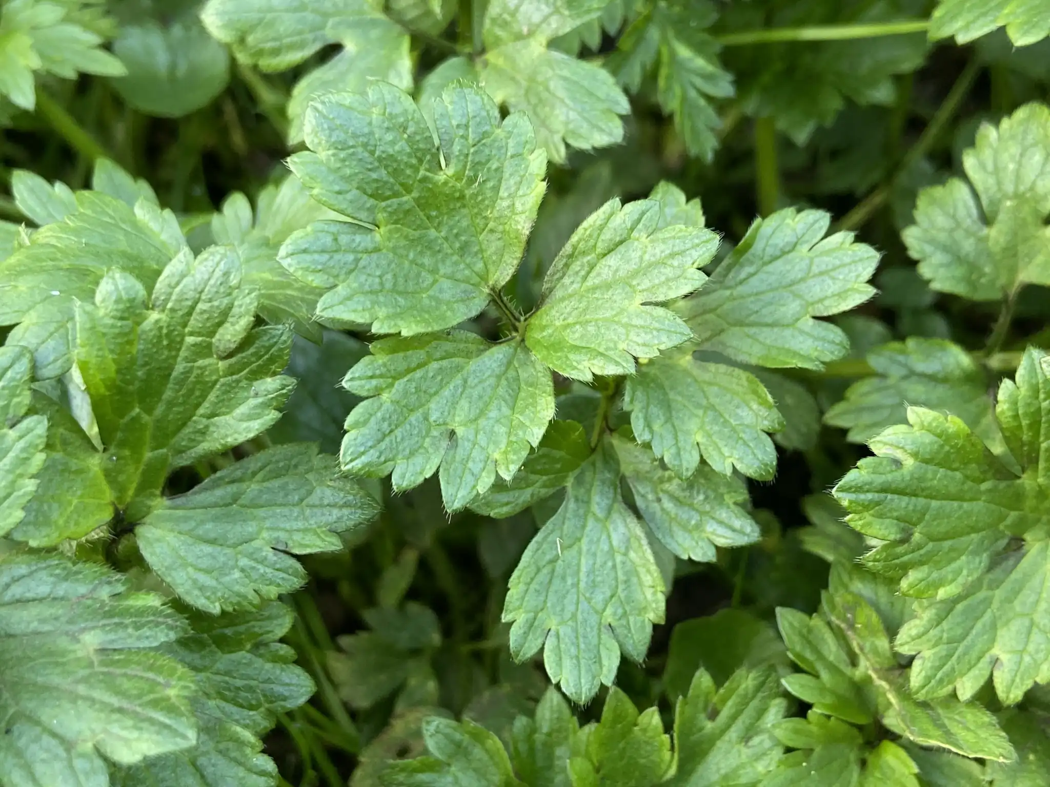 Creeping Buttercup