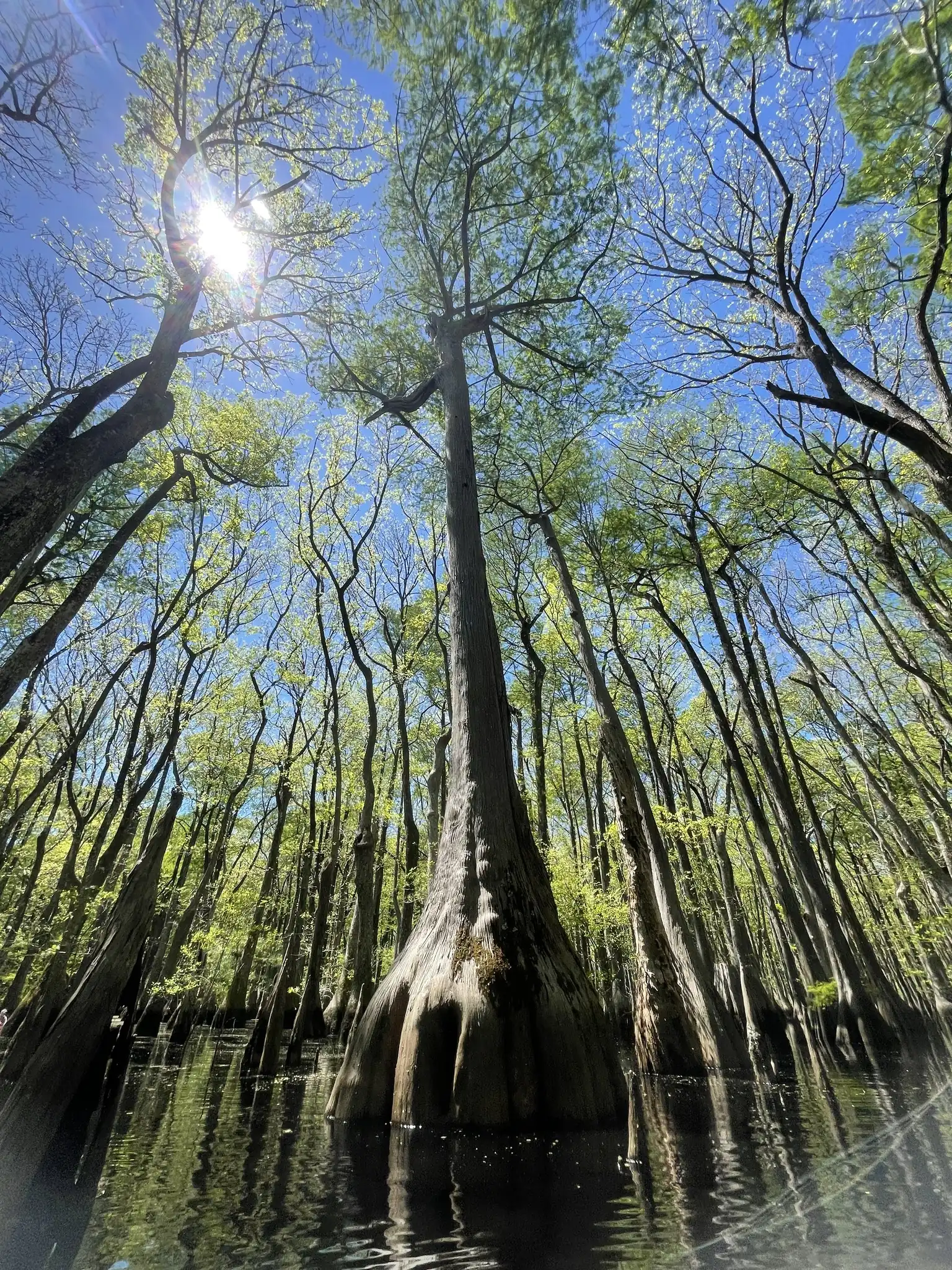 Bald Cypress