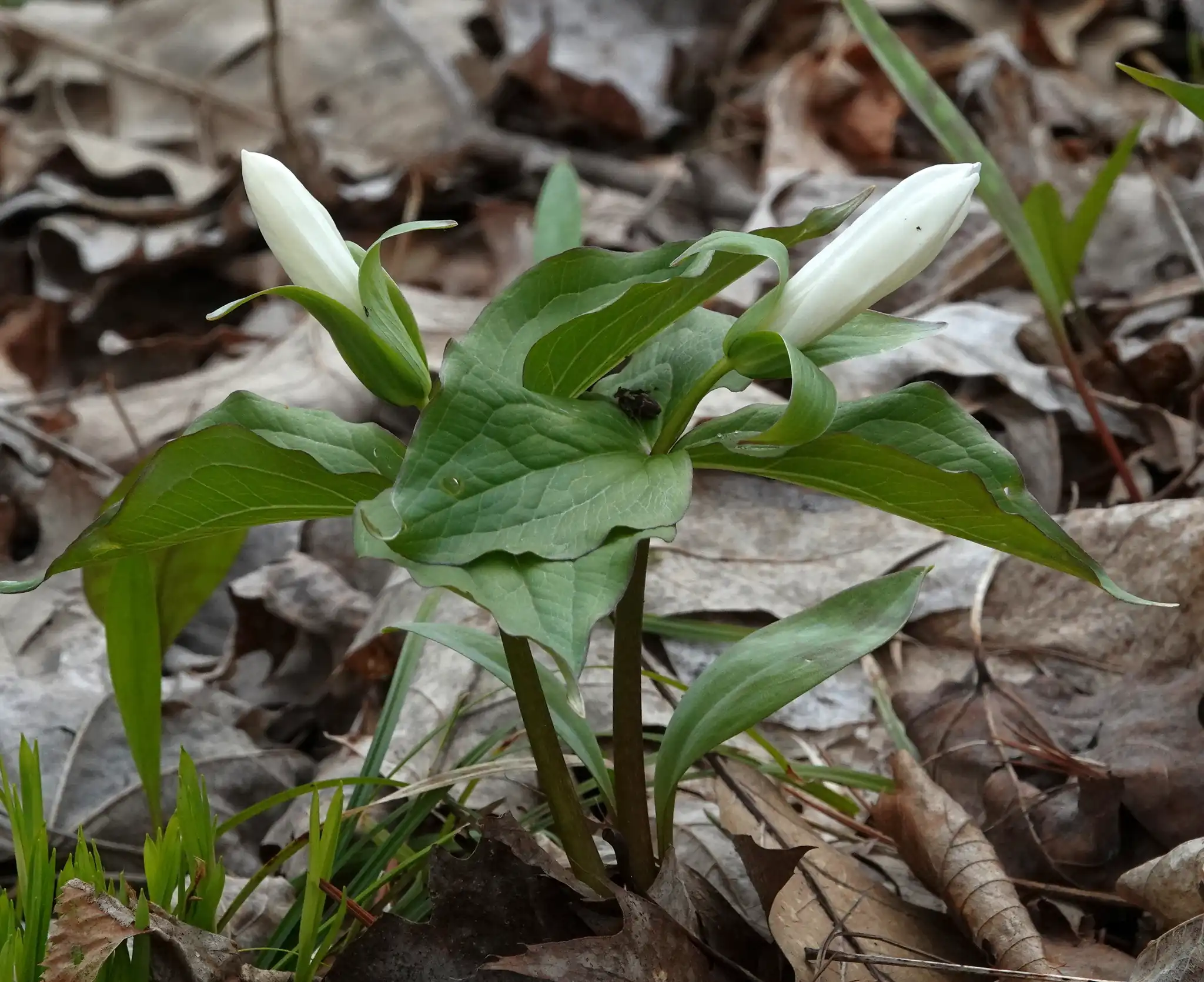 Great White Trillium