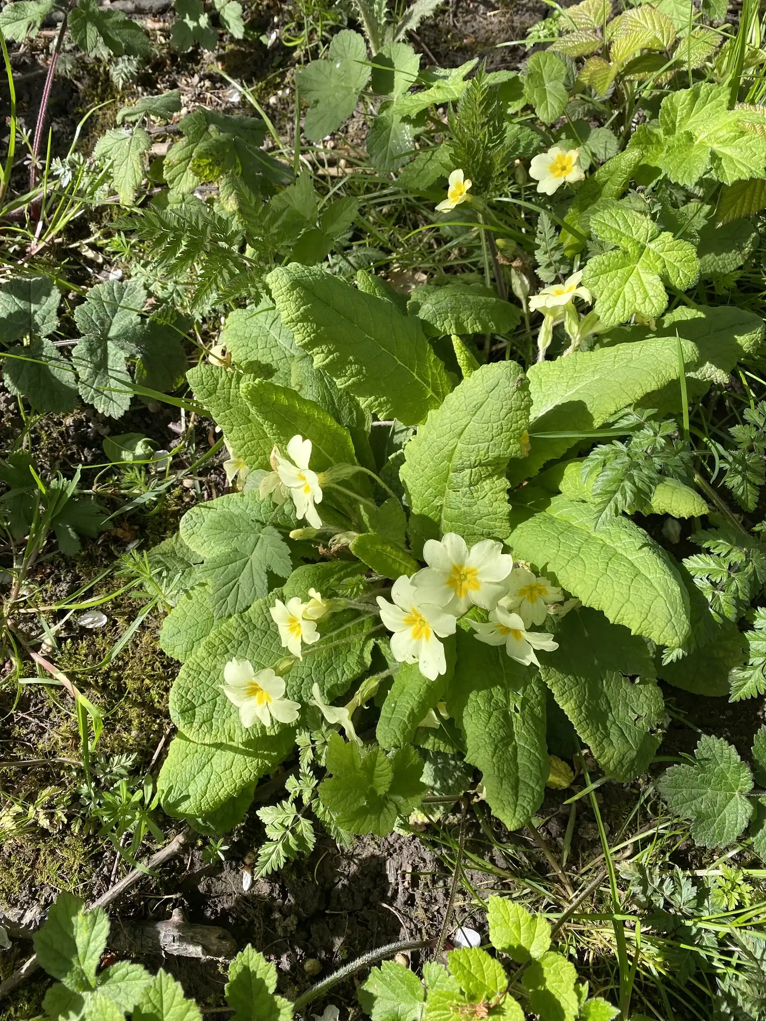 English Primrose