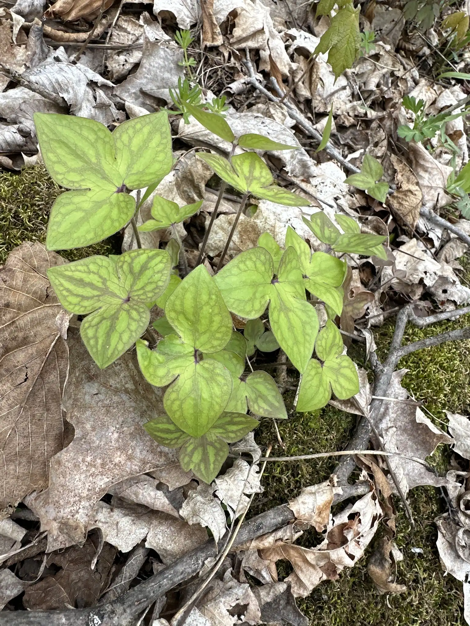 Sharp-lobed Hepatica