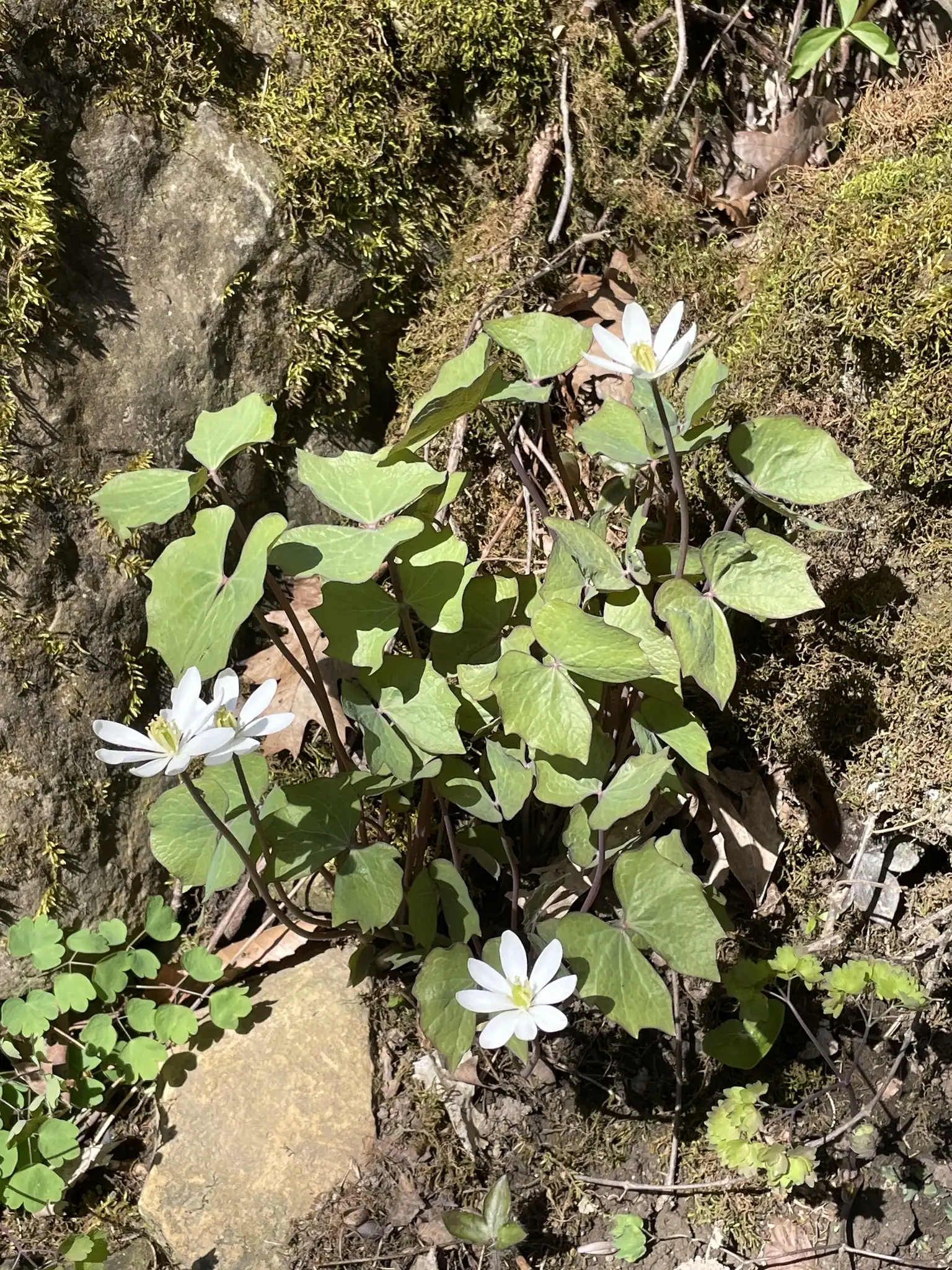 Twinleaf