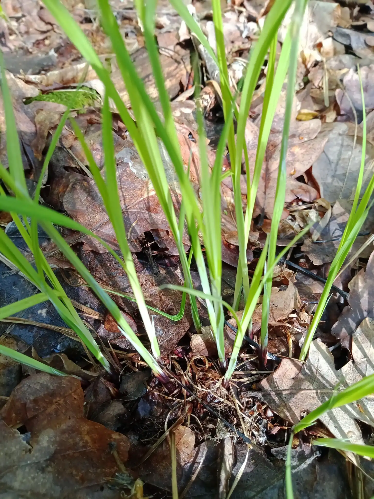 Variegated Black Sedge