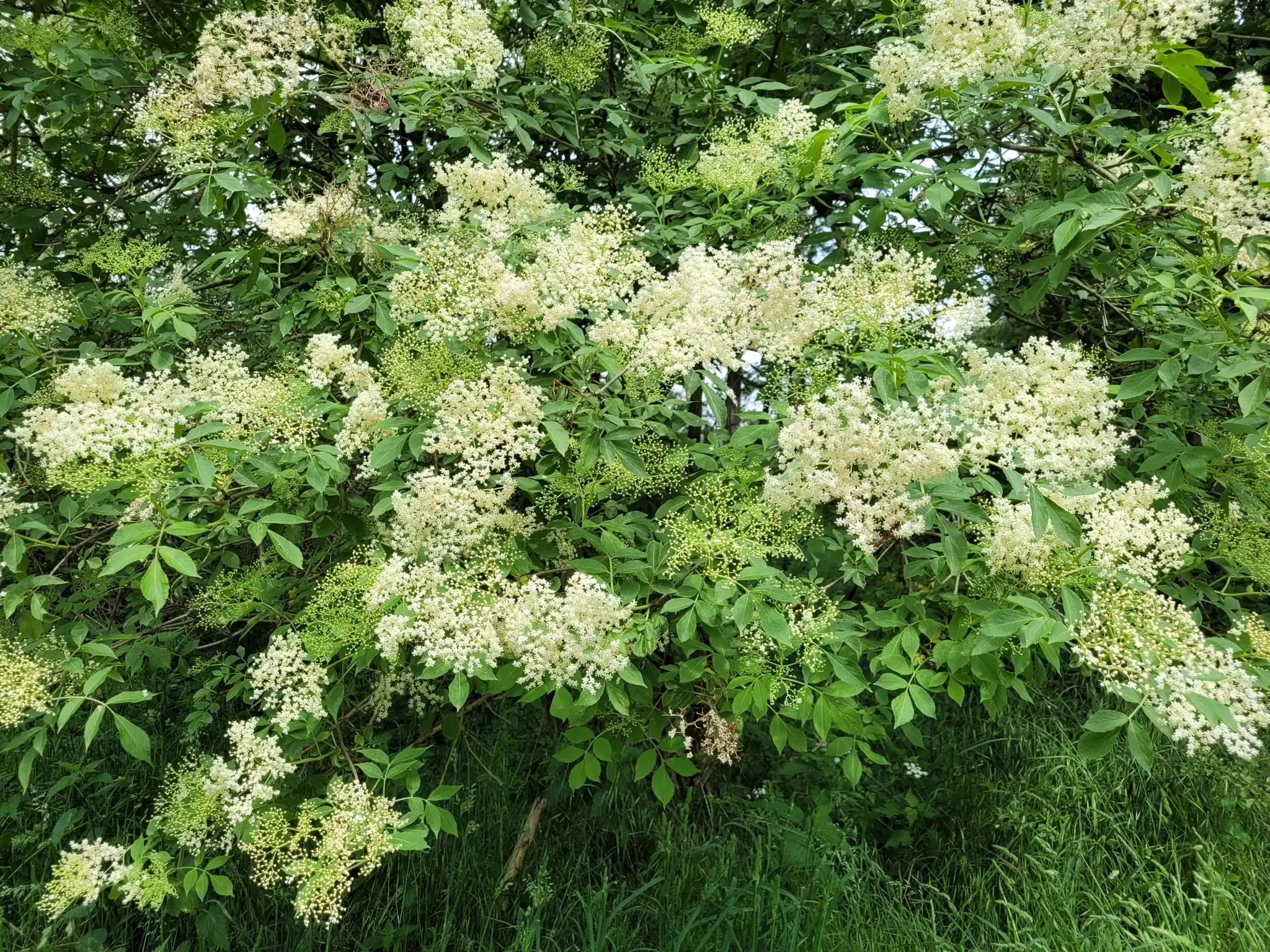 Elderberry