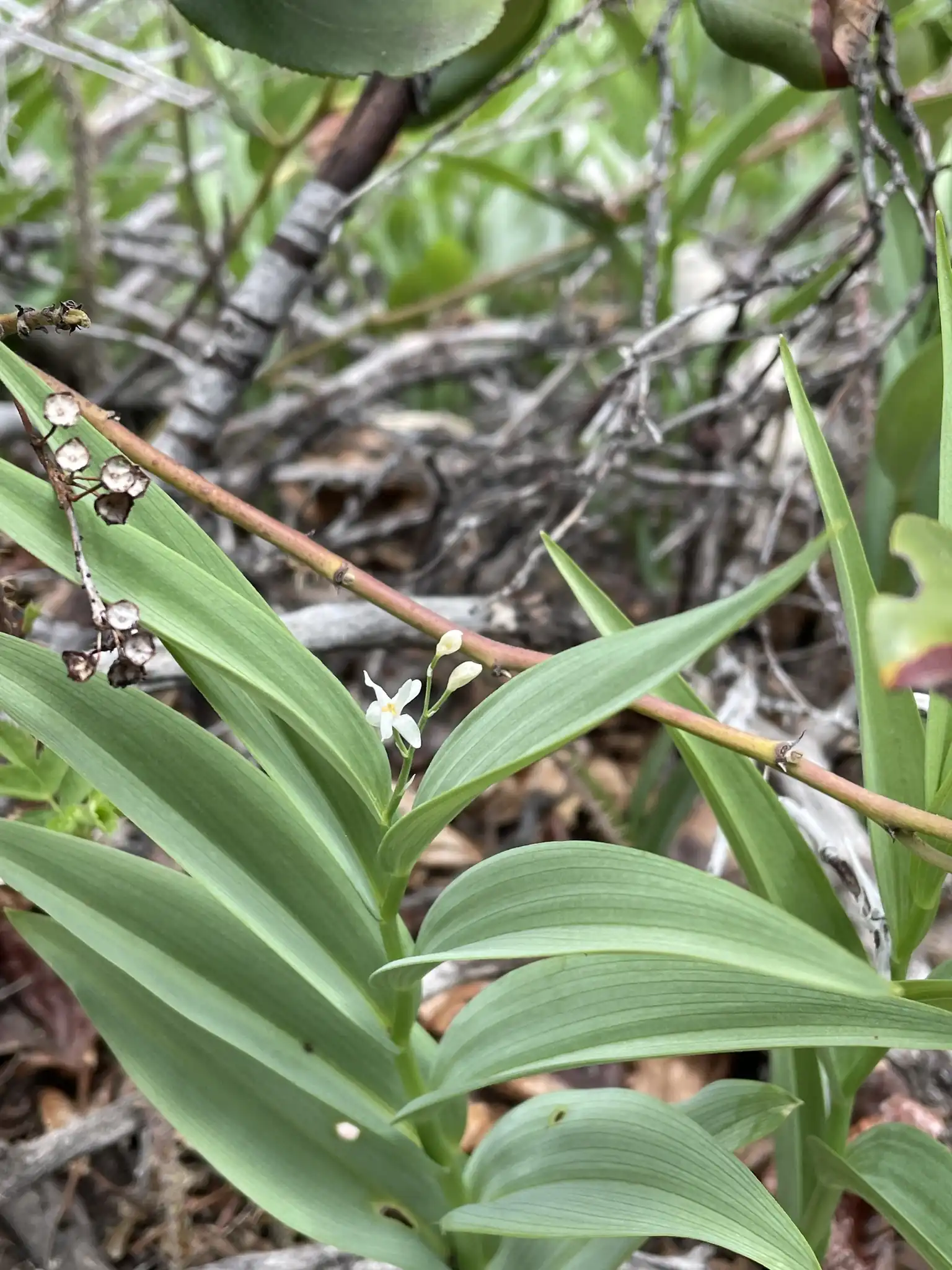 Starry Solomon's Seal