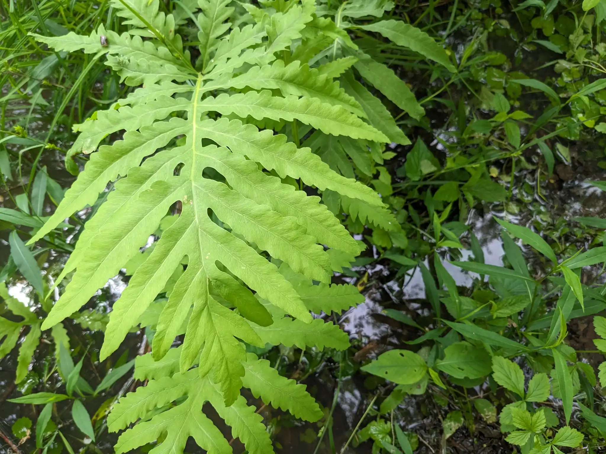 Sensitive Fern