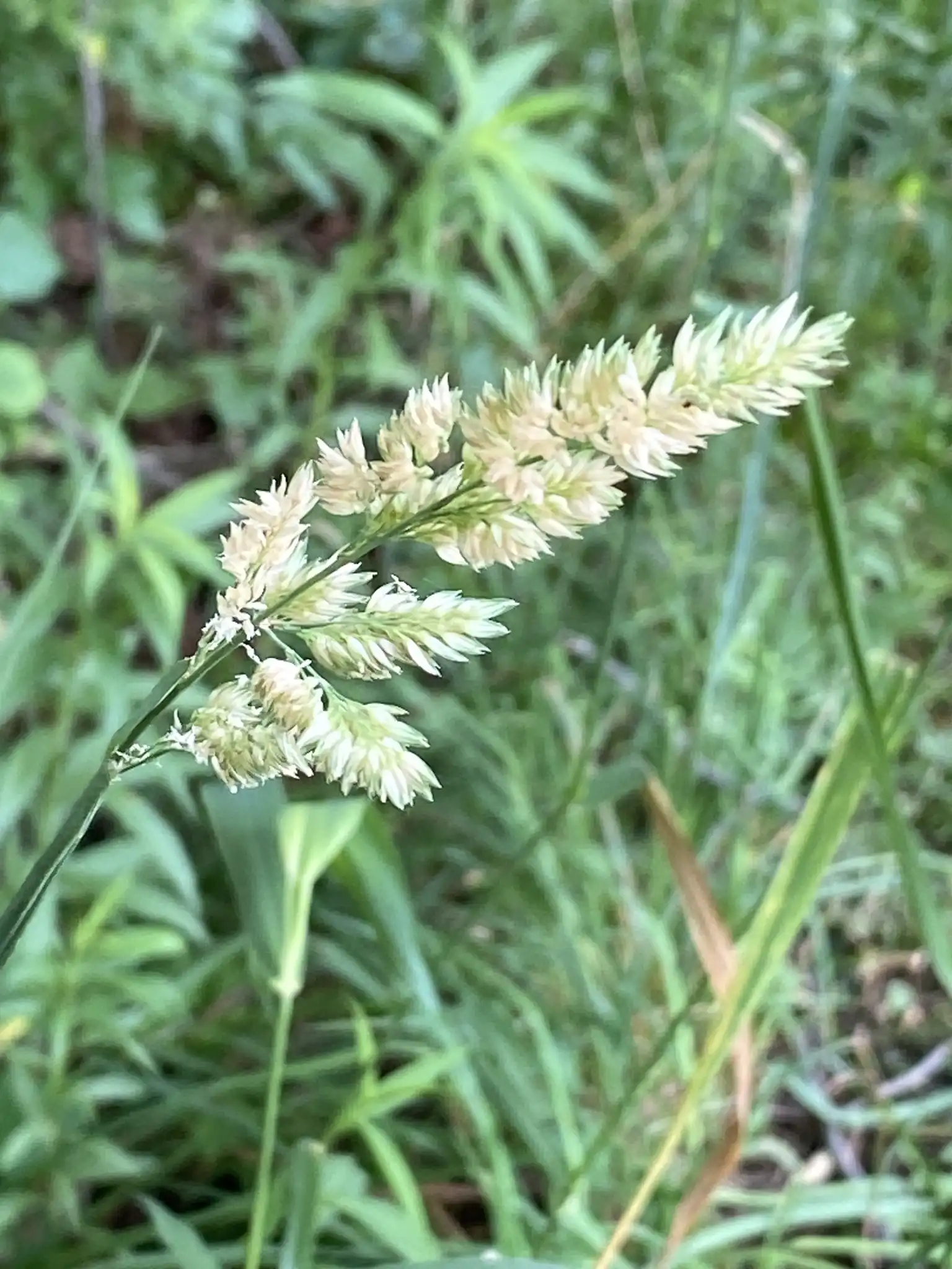 Reed Canary Grass