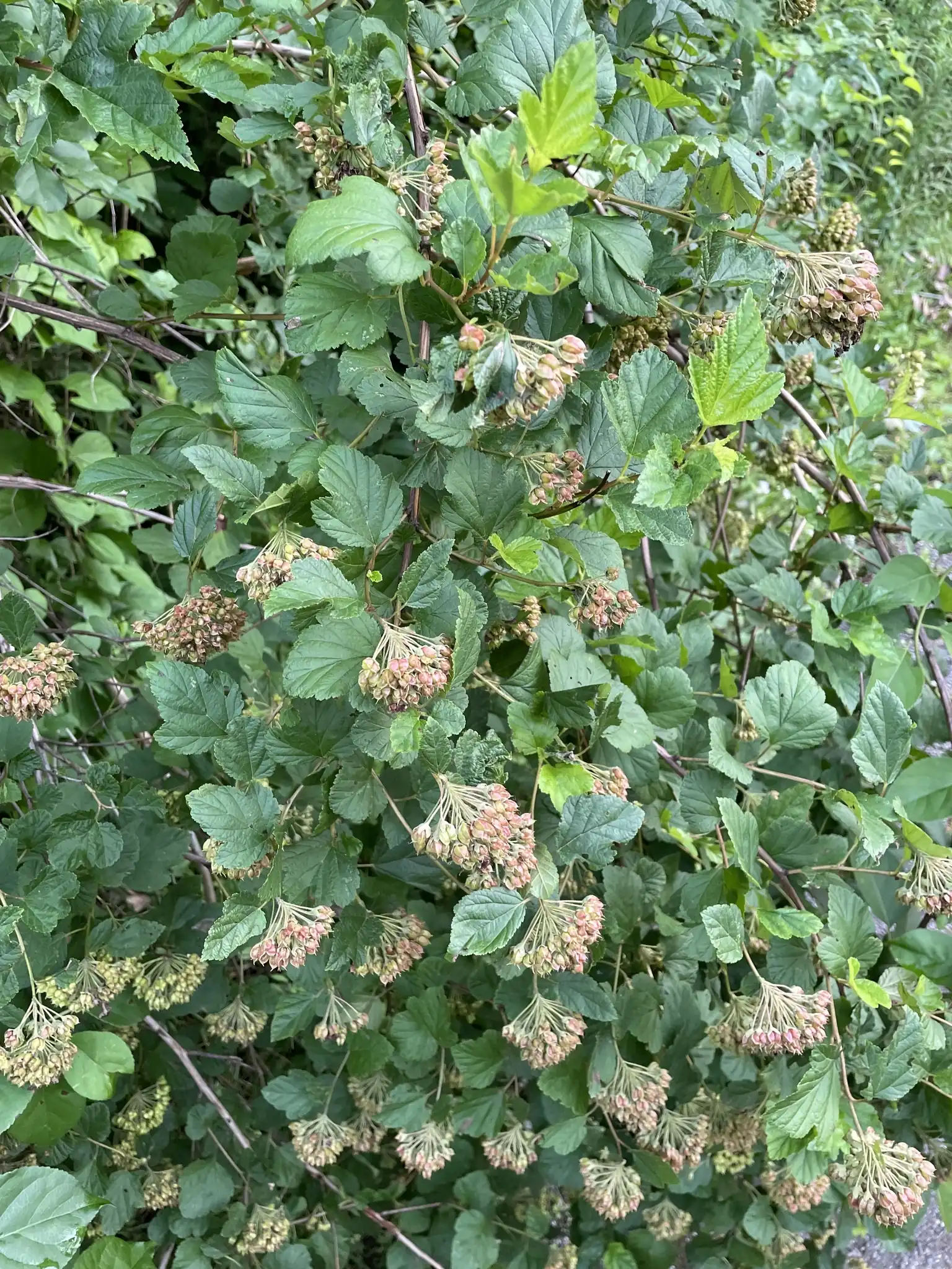 Ninebark