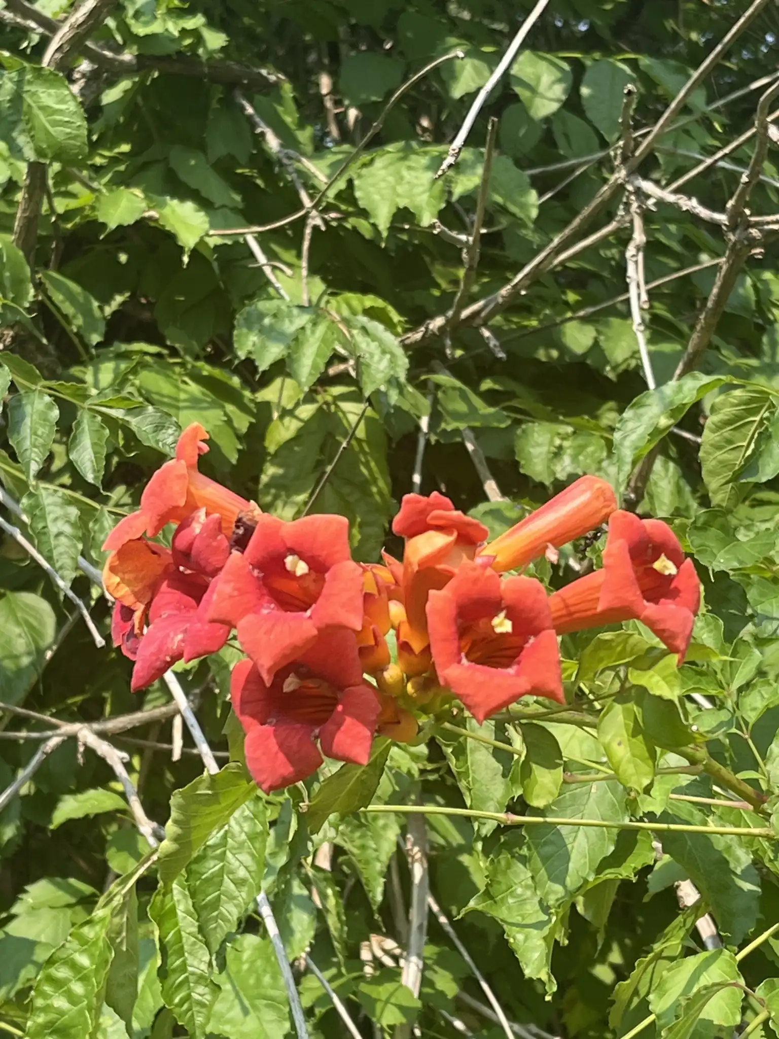 Trumpet Creeper