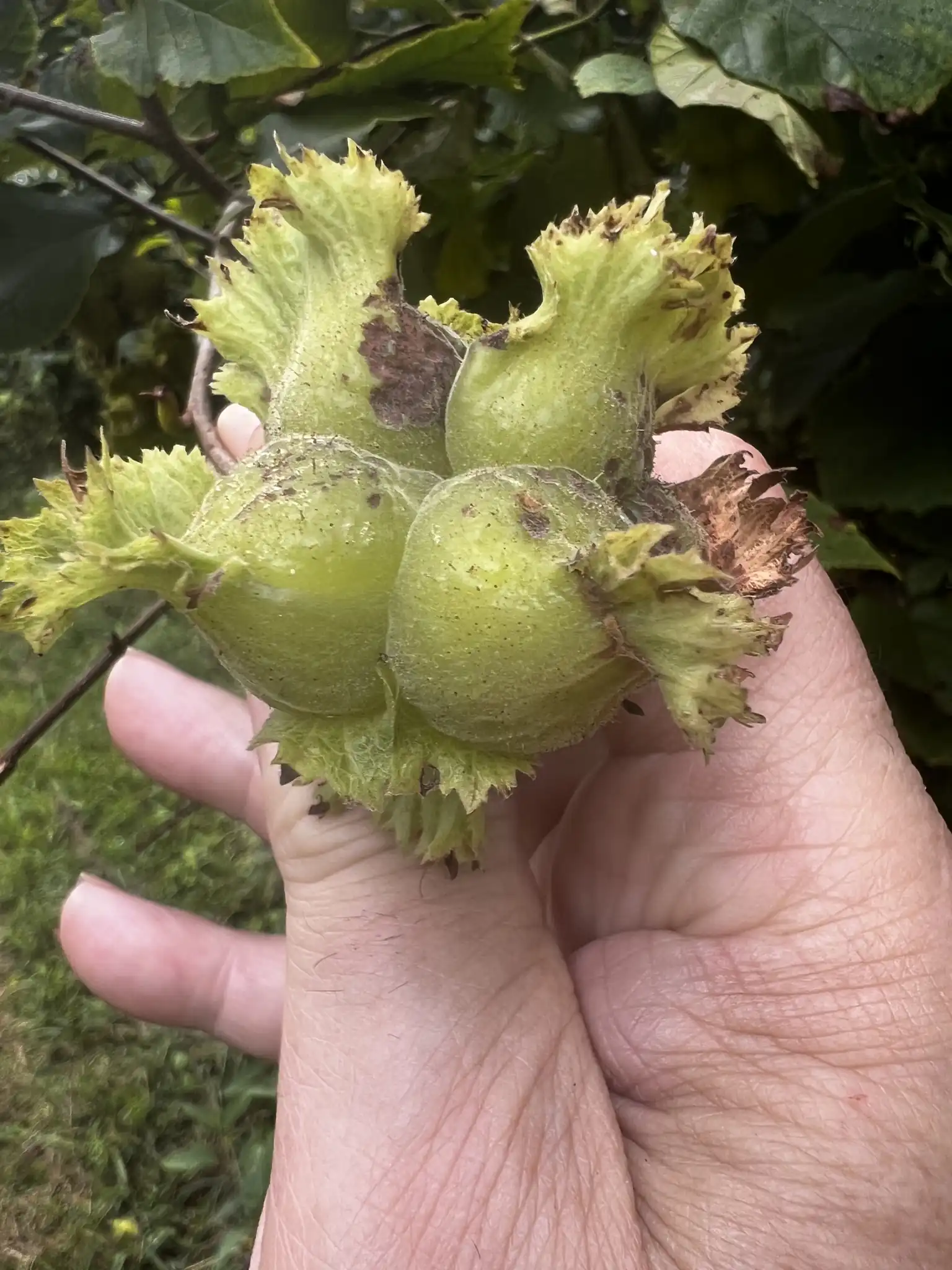 American Hazelnut