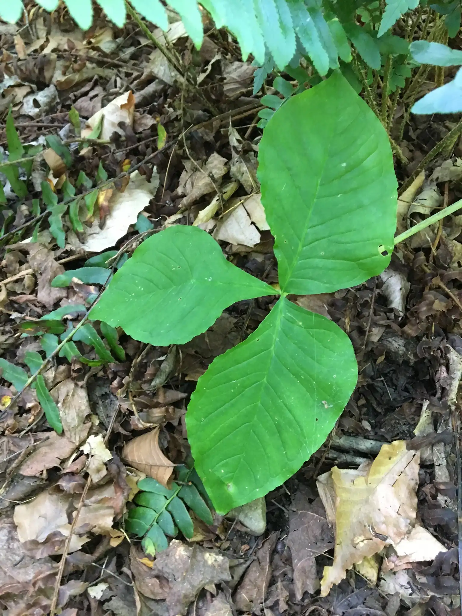 Jack-in-the-pulpit