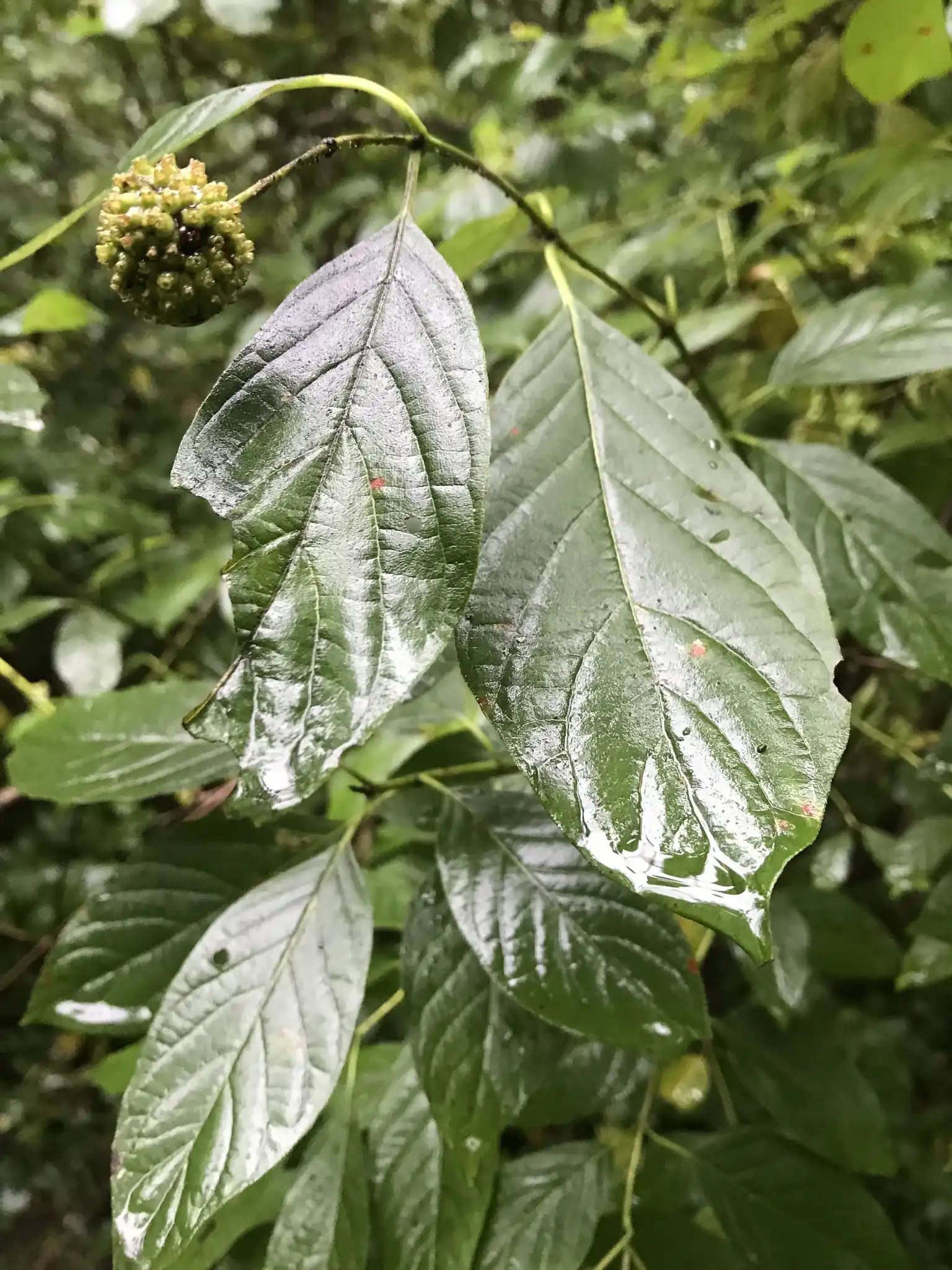 Buttonbush