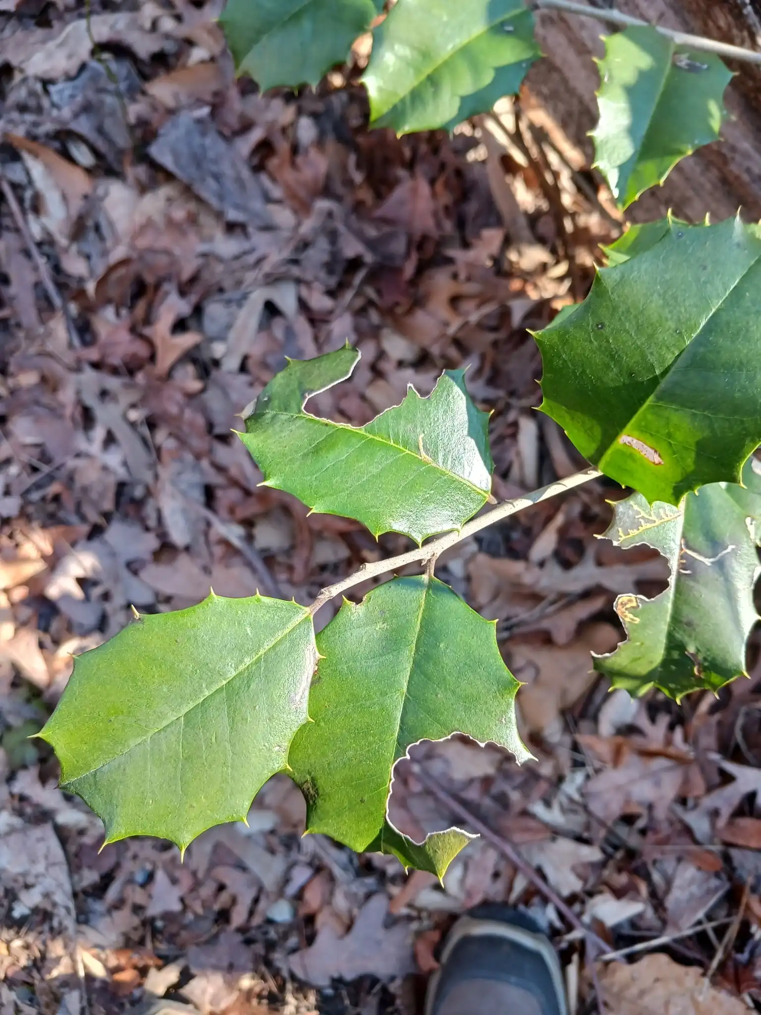 American Holly