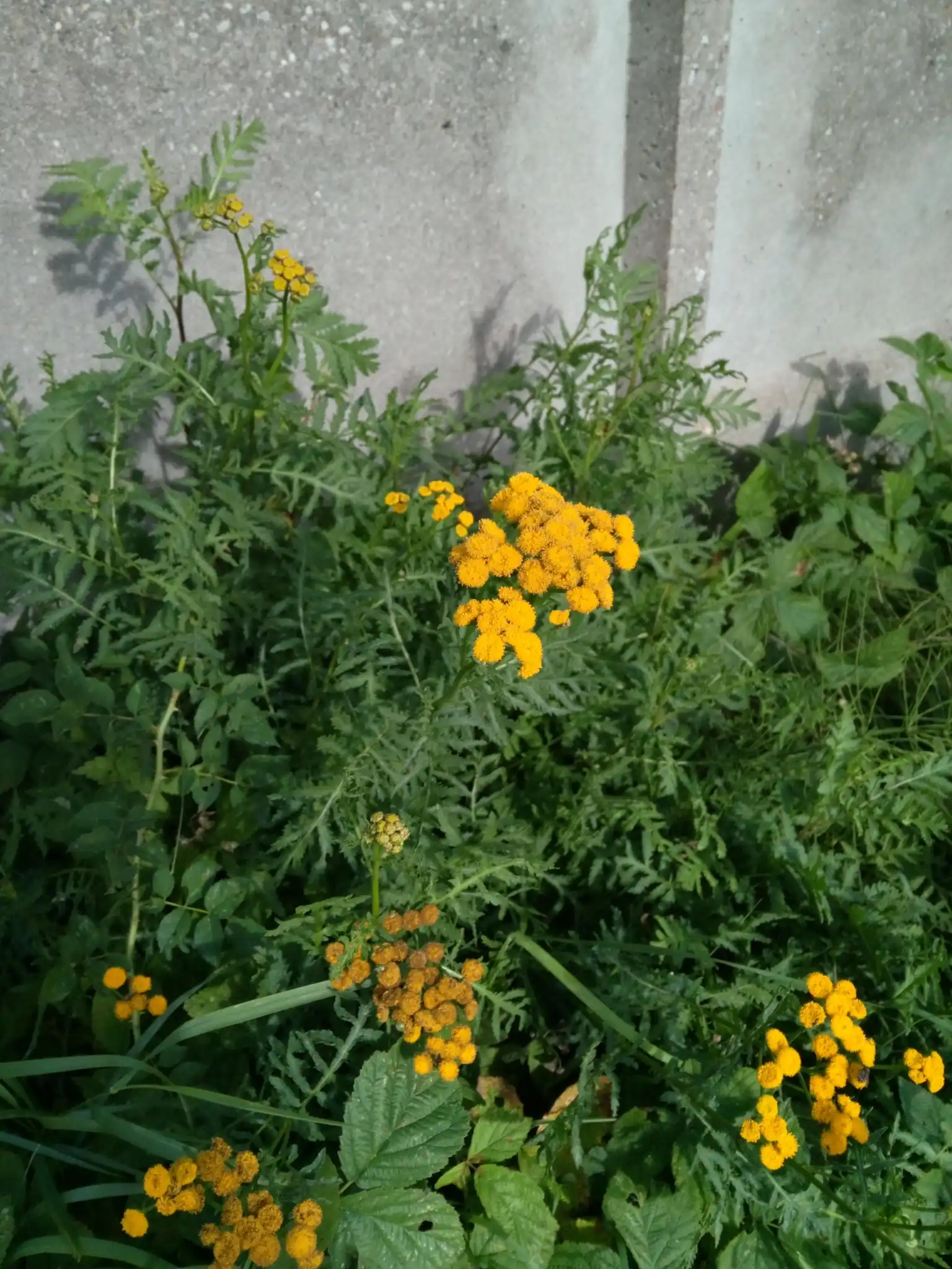 Common Tansy