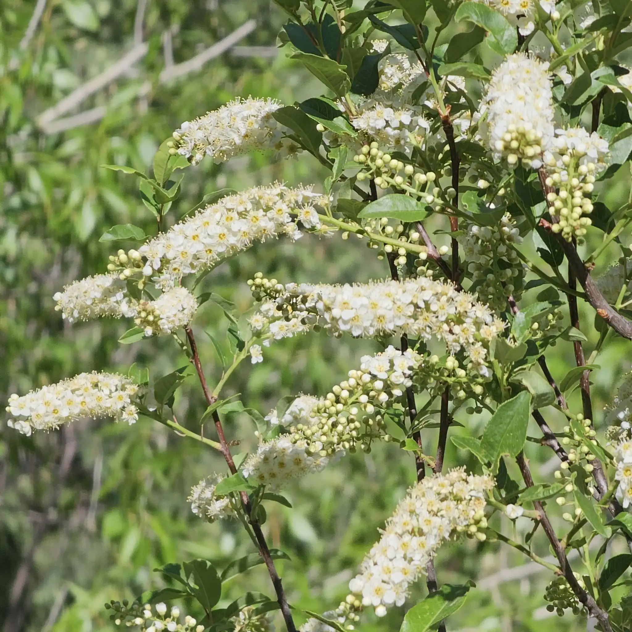 Common Chokecherry
