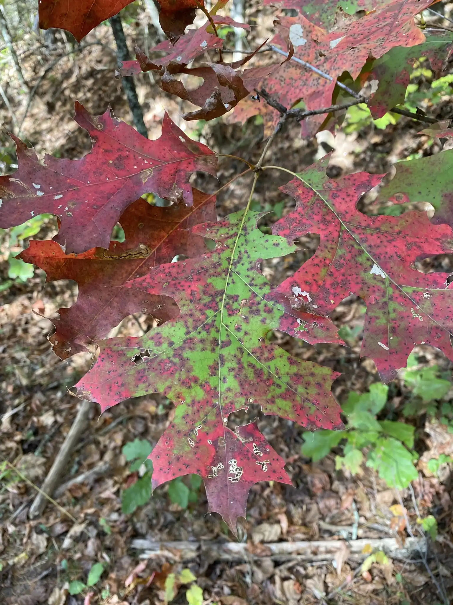 Black Oak