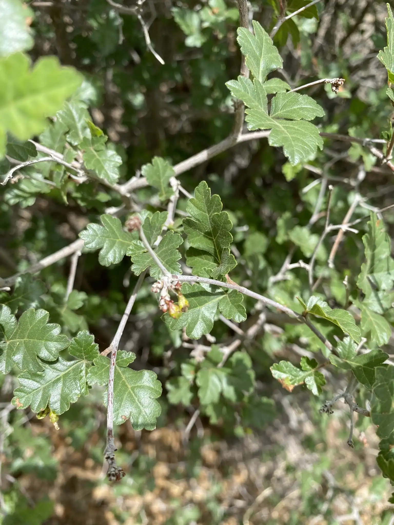 Skunkbush Sumac