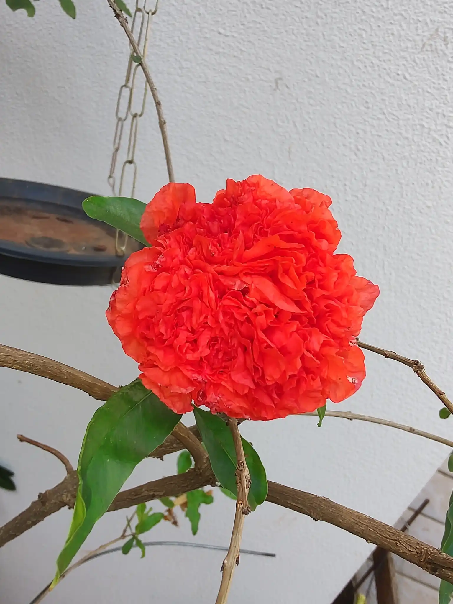 Pomegranate